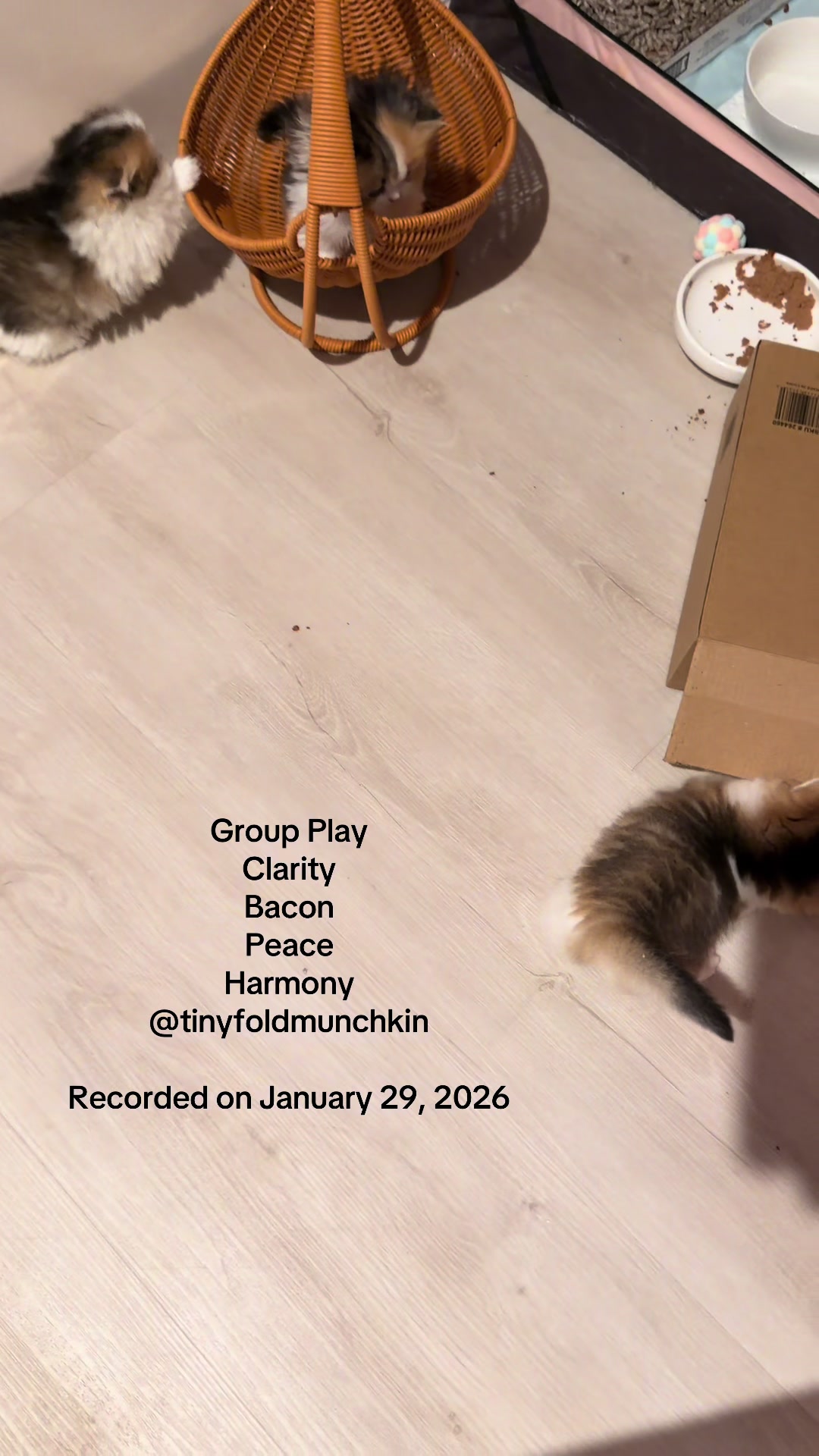 @tinyfoldmunchkin