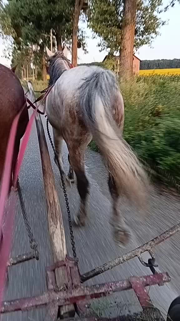 @regele nr 1