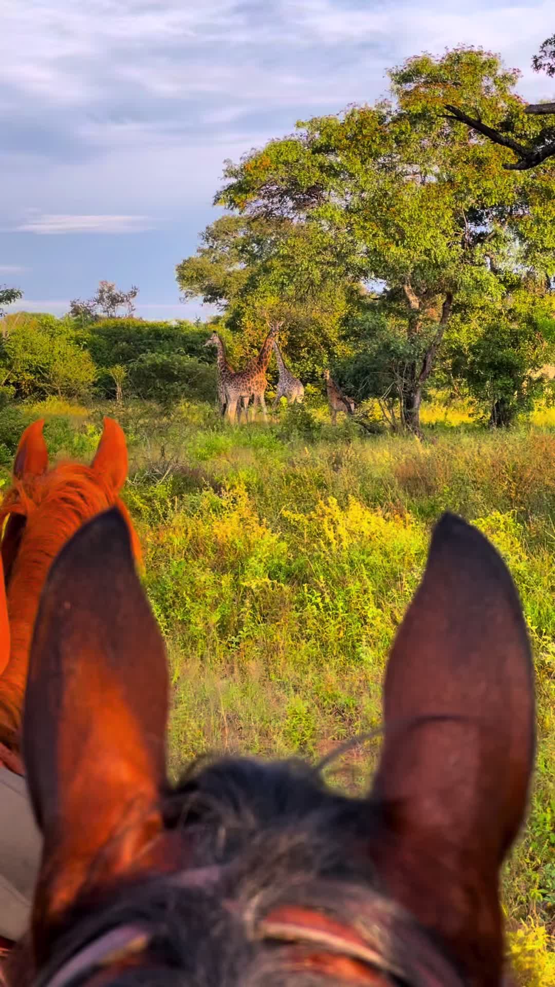 @Hoof & Travel 🐴🌍🐘