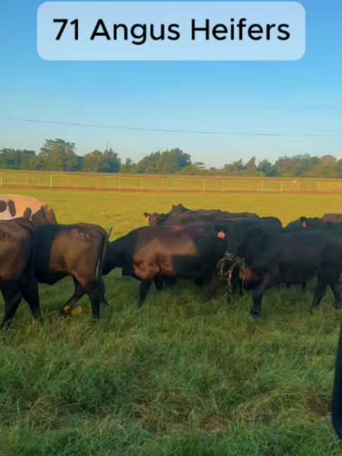 @Rutherford Land and Cattle