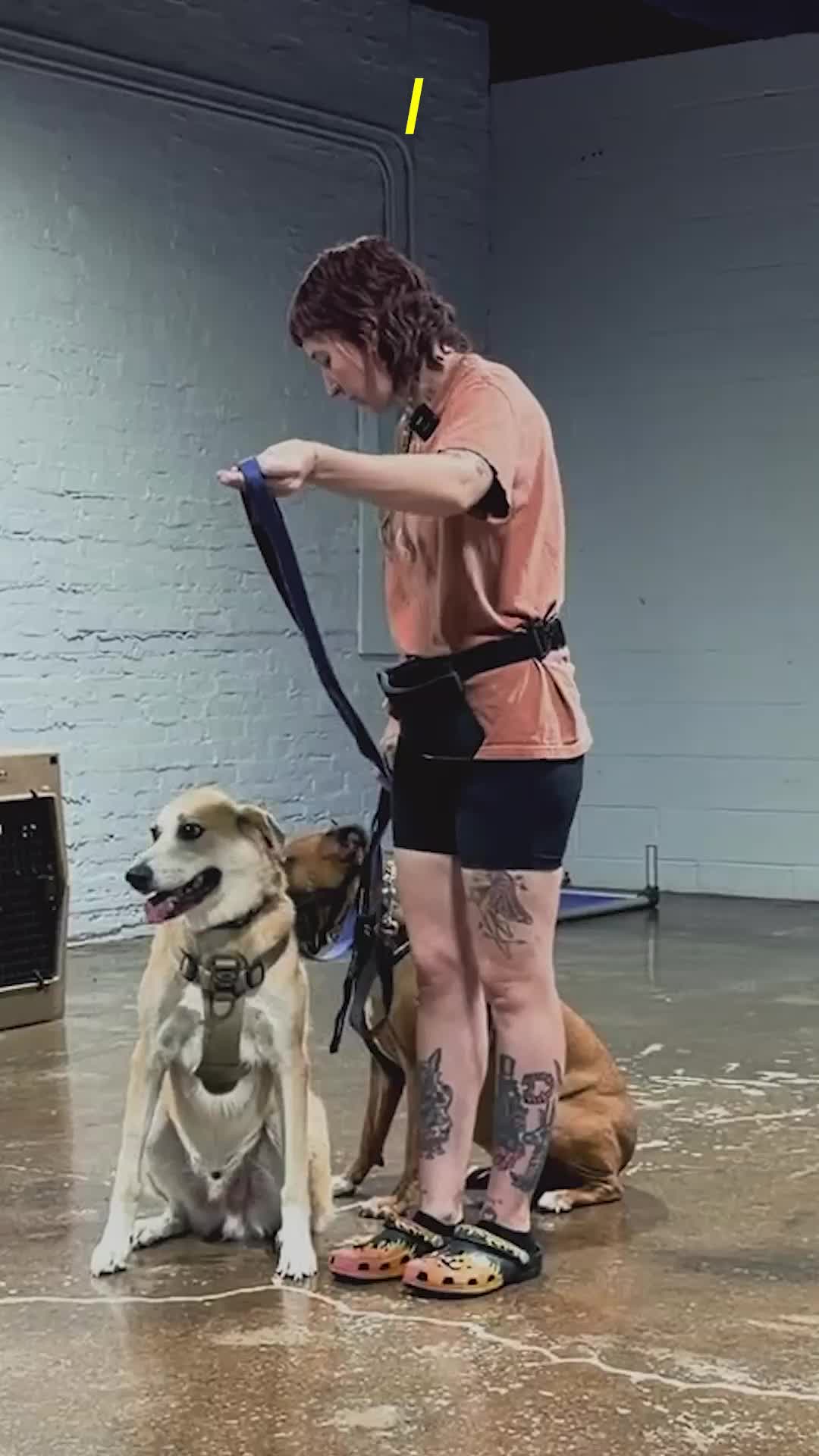 @Miracle K9 Training
