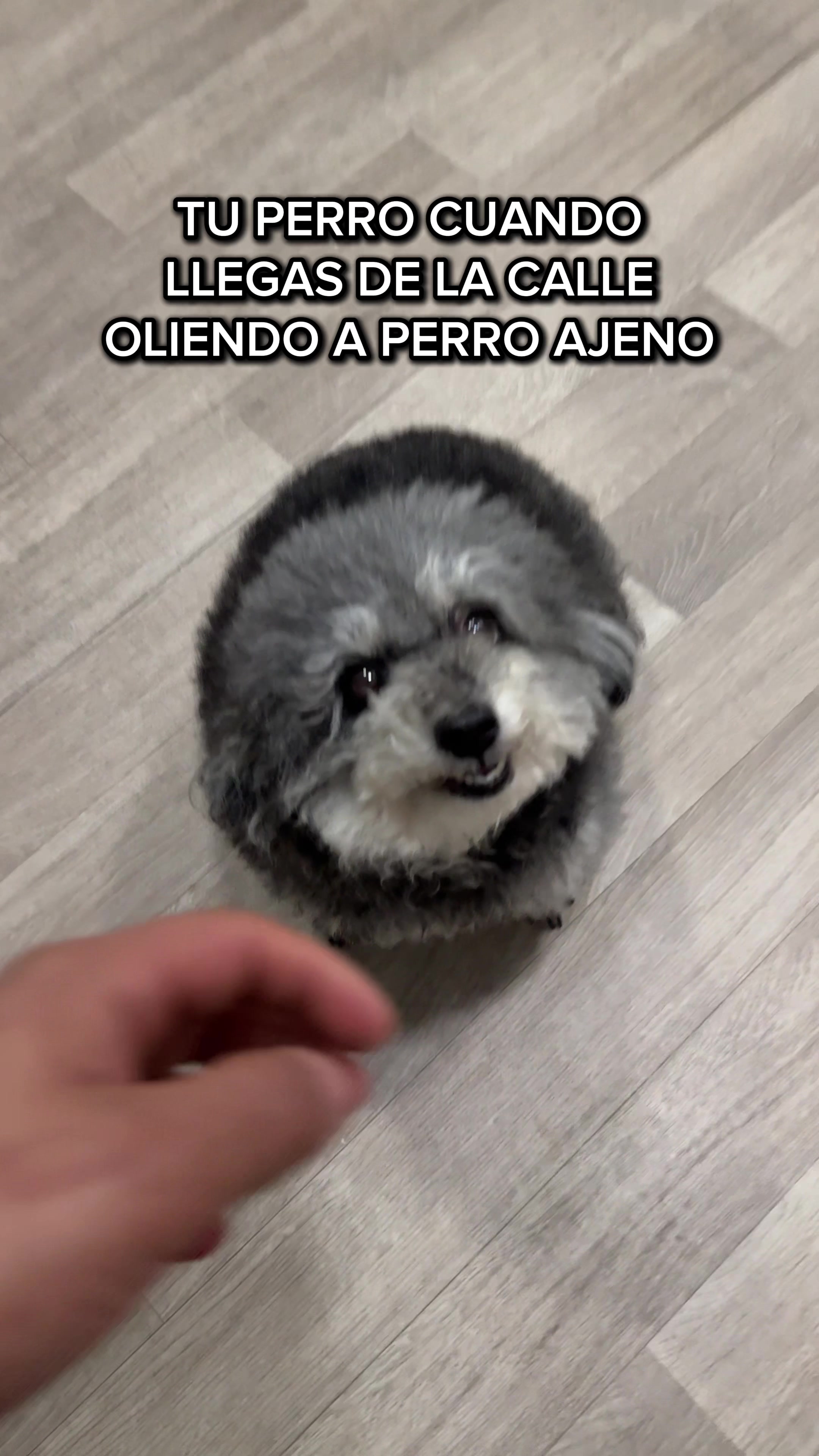 @VICTOR THE GROOMER