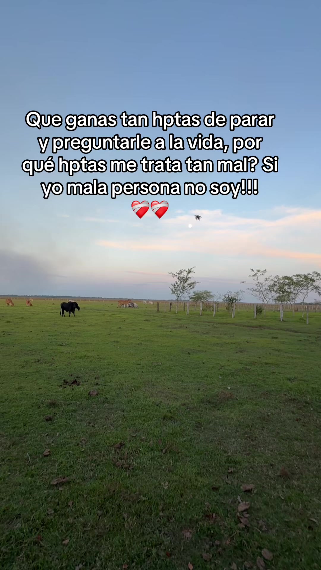 @🍃🐴👑🎶 CASANARE🍃🌷✨