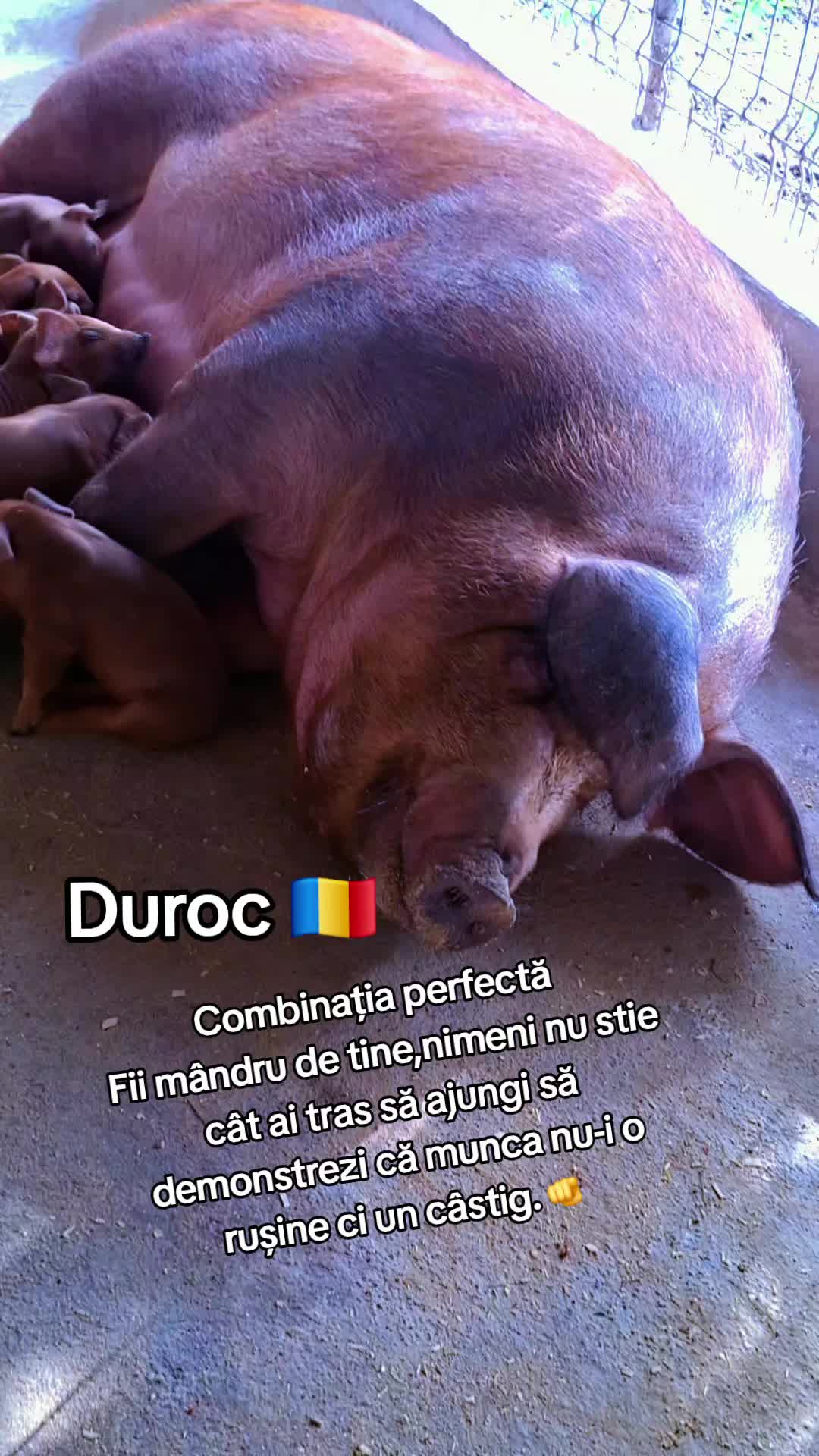 @💎🇷🇴Săndel Olteanul 🇷🇴💎