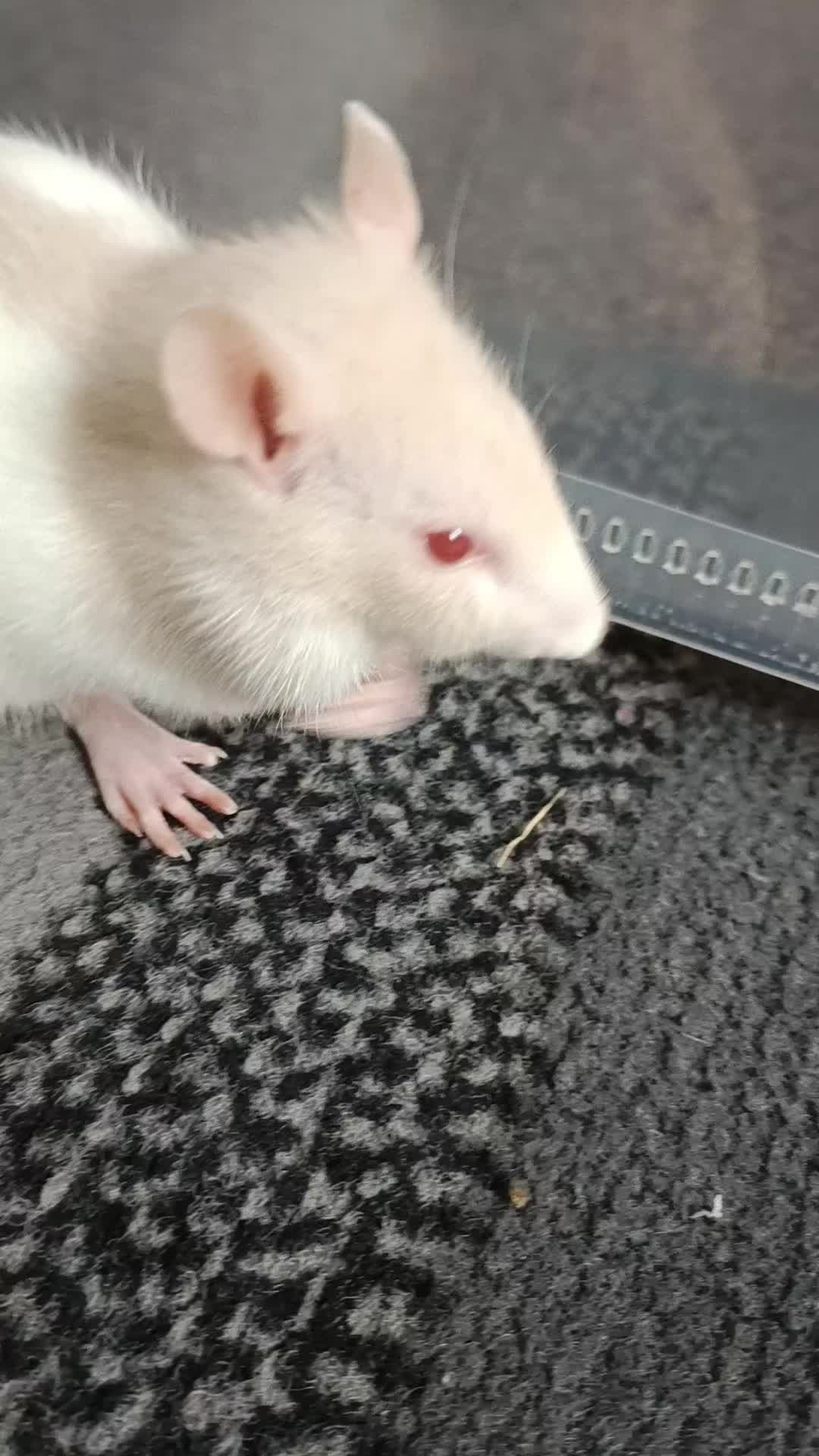 @thecuriousrats
