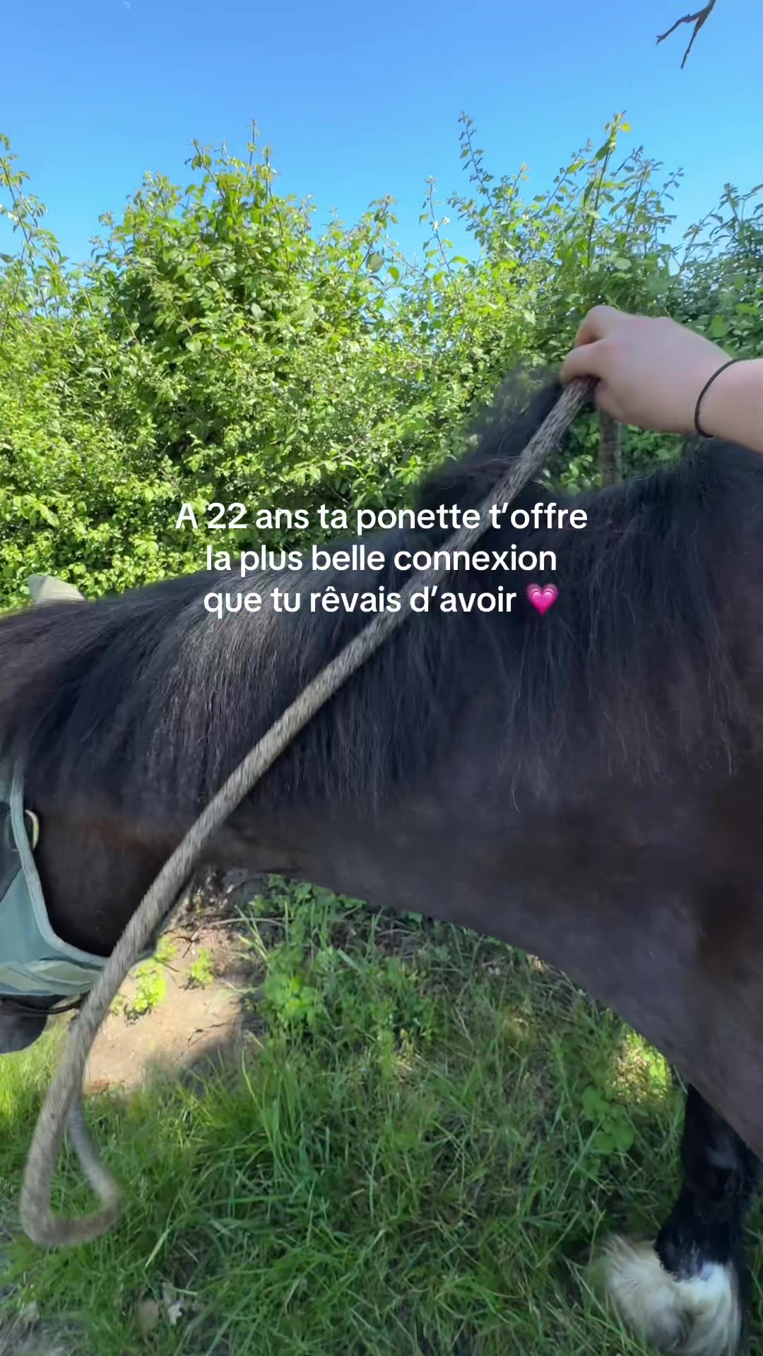 @Seren the pony 🐴