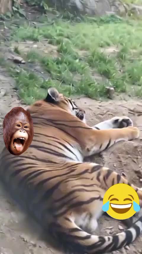 @lfcwarrior1