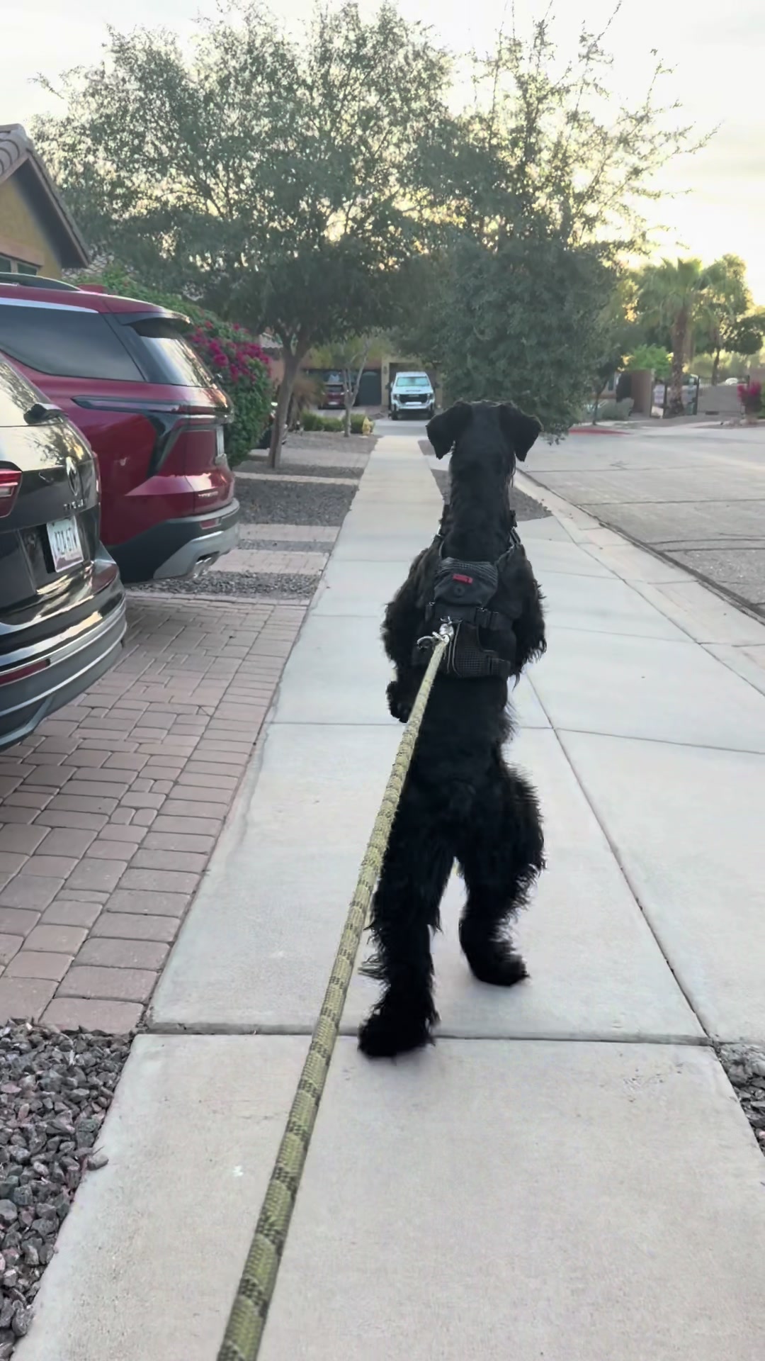 @Fiona Walks