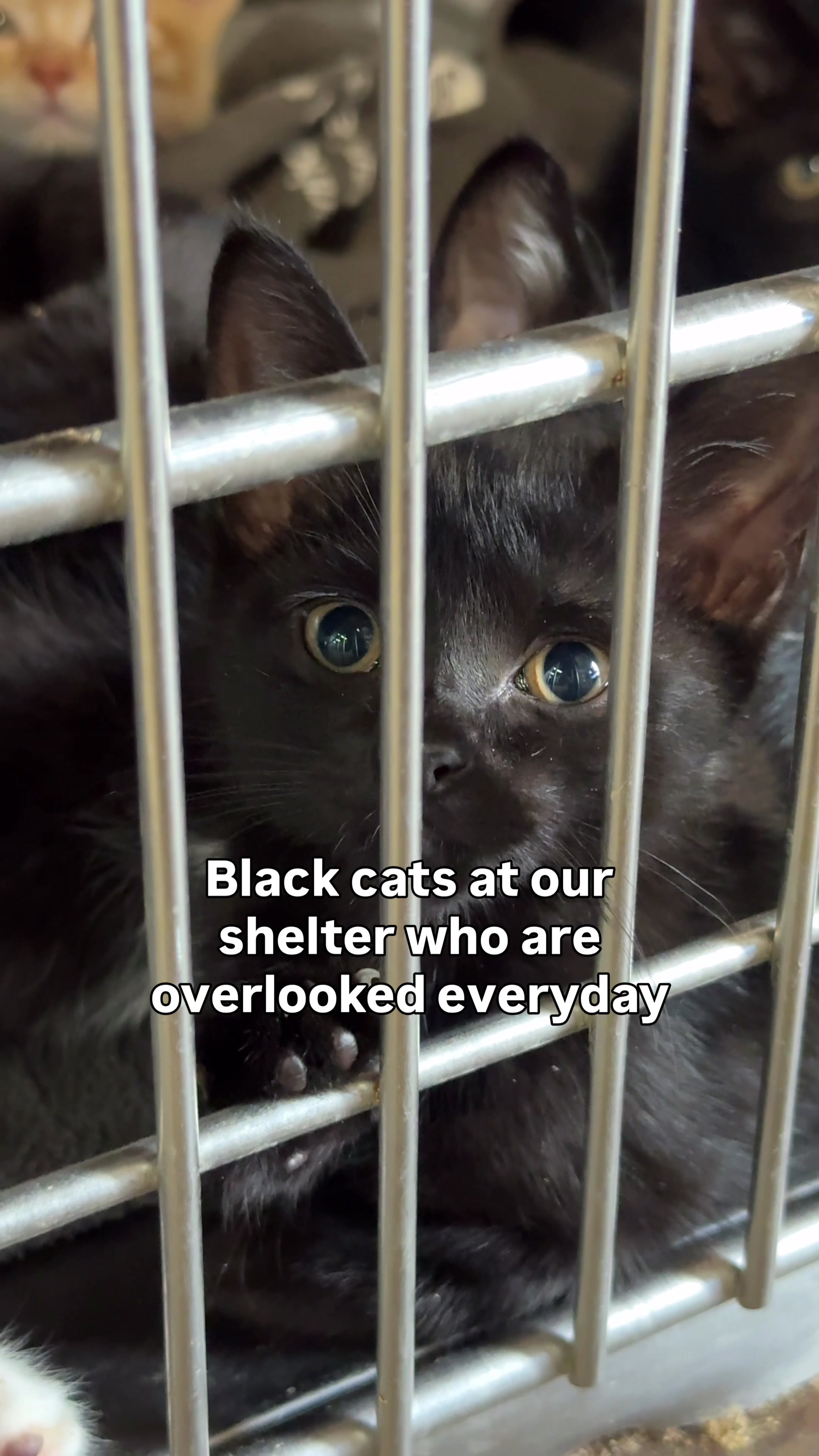 @Paws and Prayers