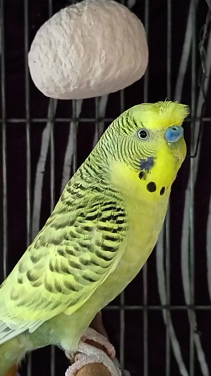 @AviarioRey45🇲🇽