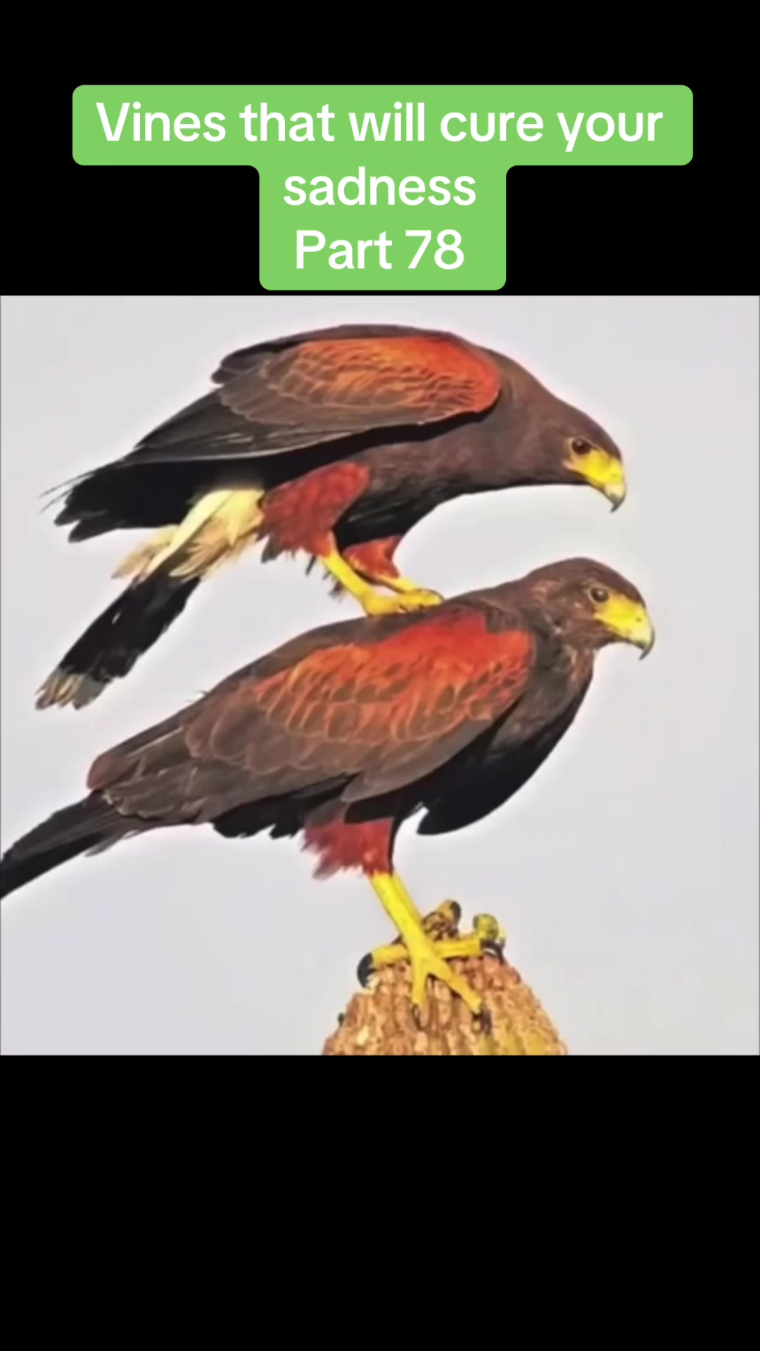 @vinesonlytiktok