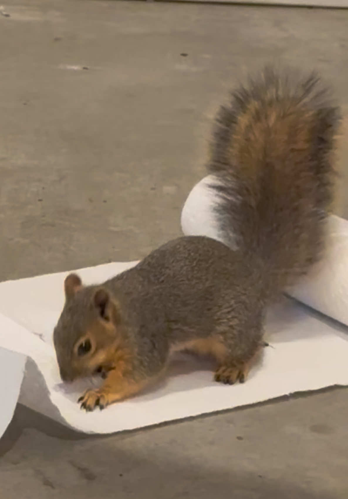 @Squirrel Guy