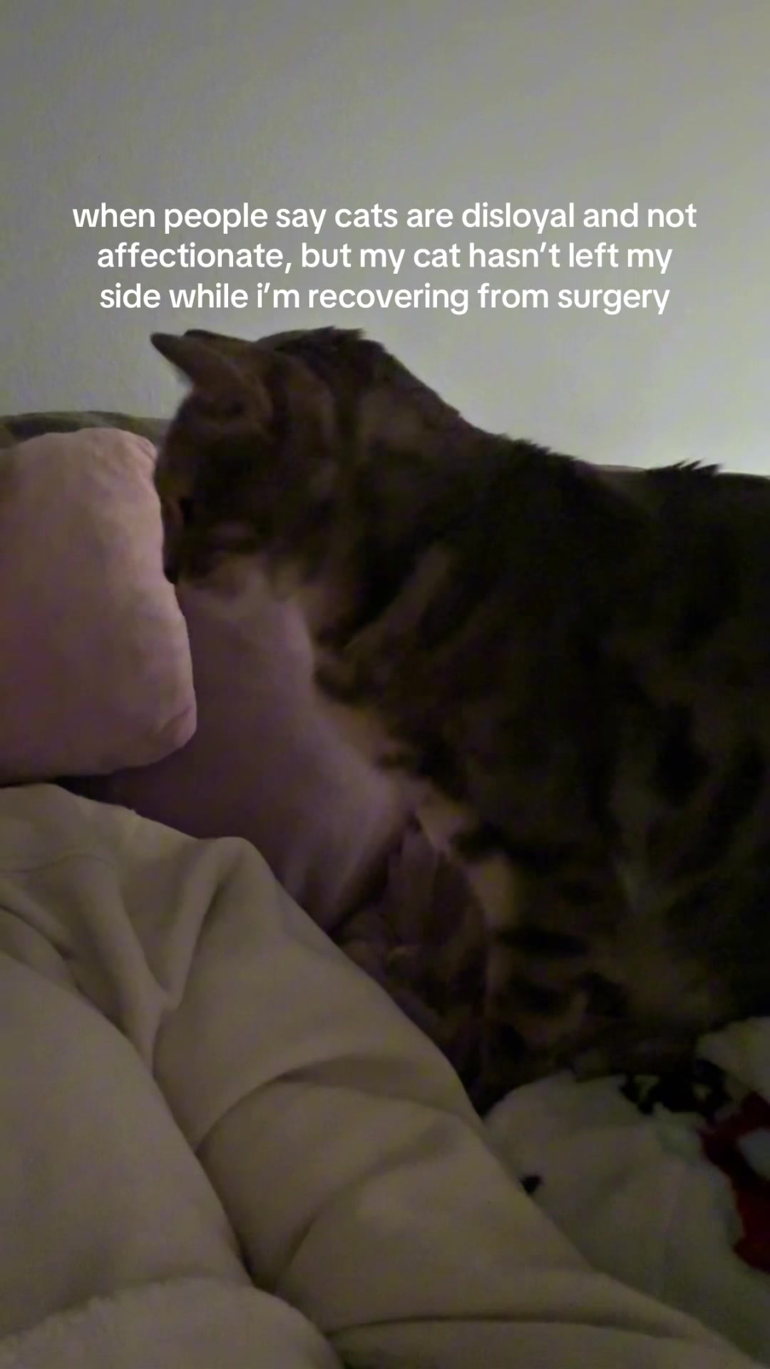 @Mochi the Bengal