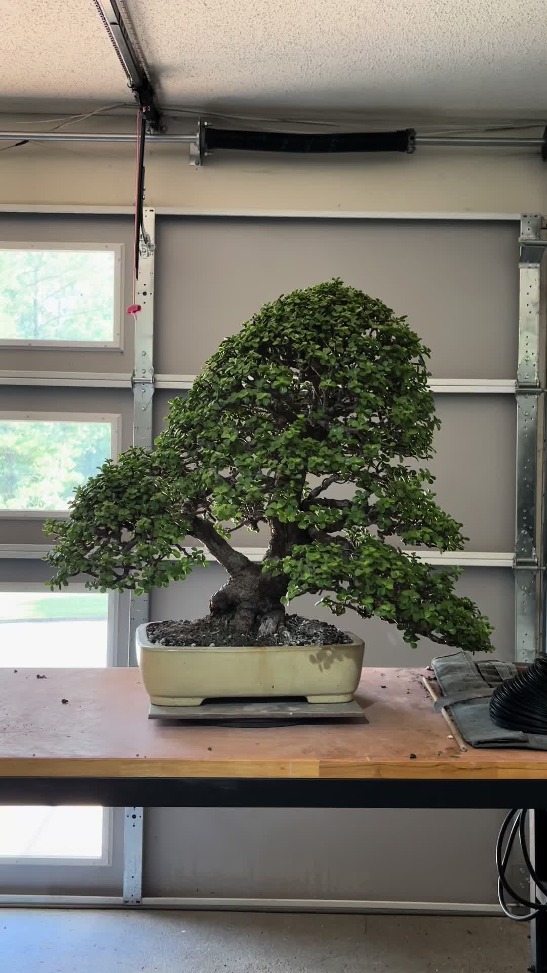 @Jerome_bonsai