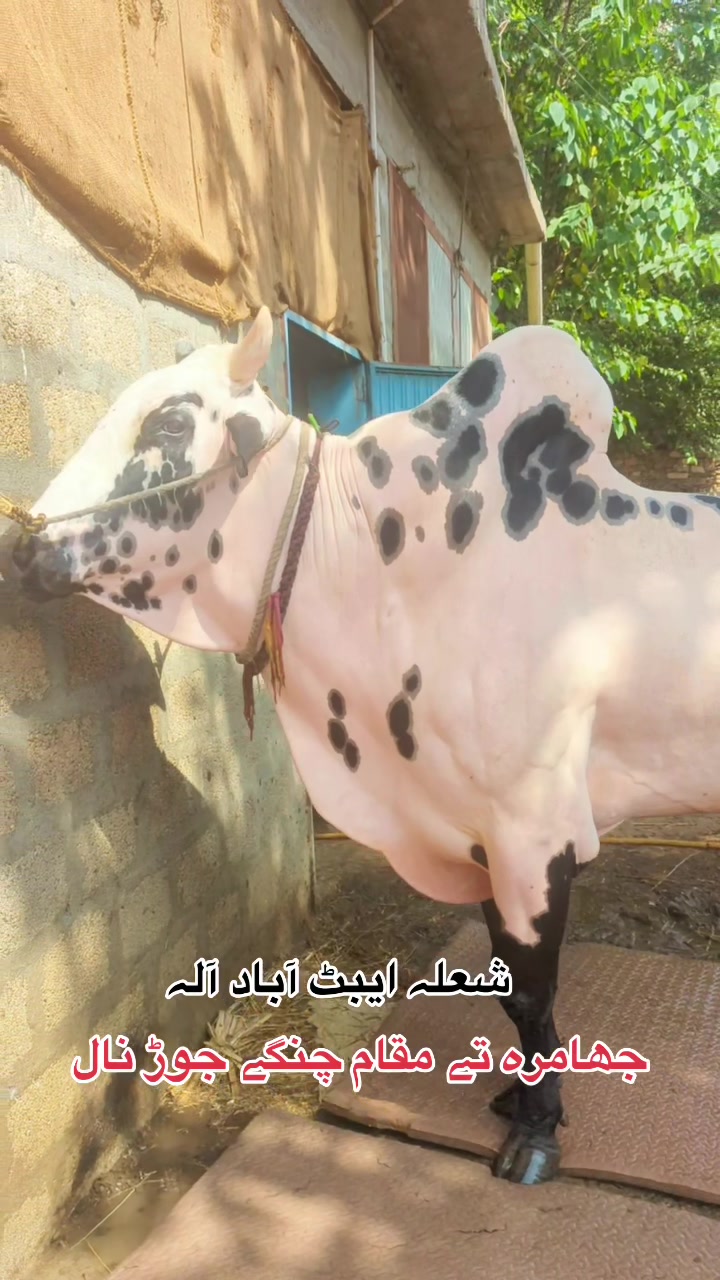 @محمد جنید (ایبٹ آباد)