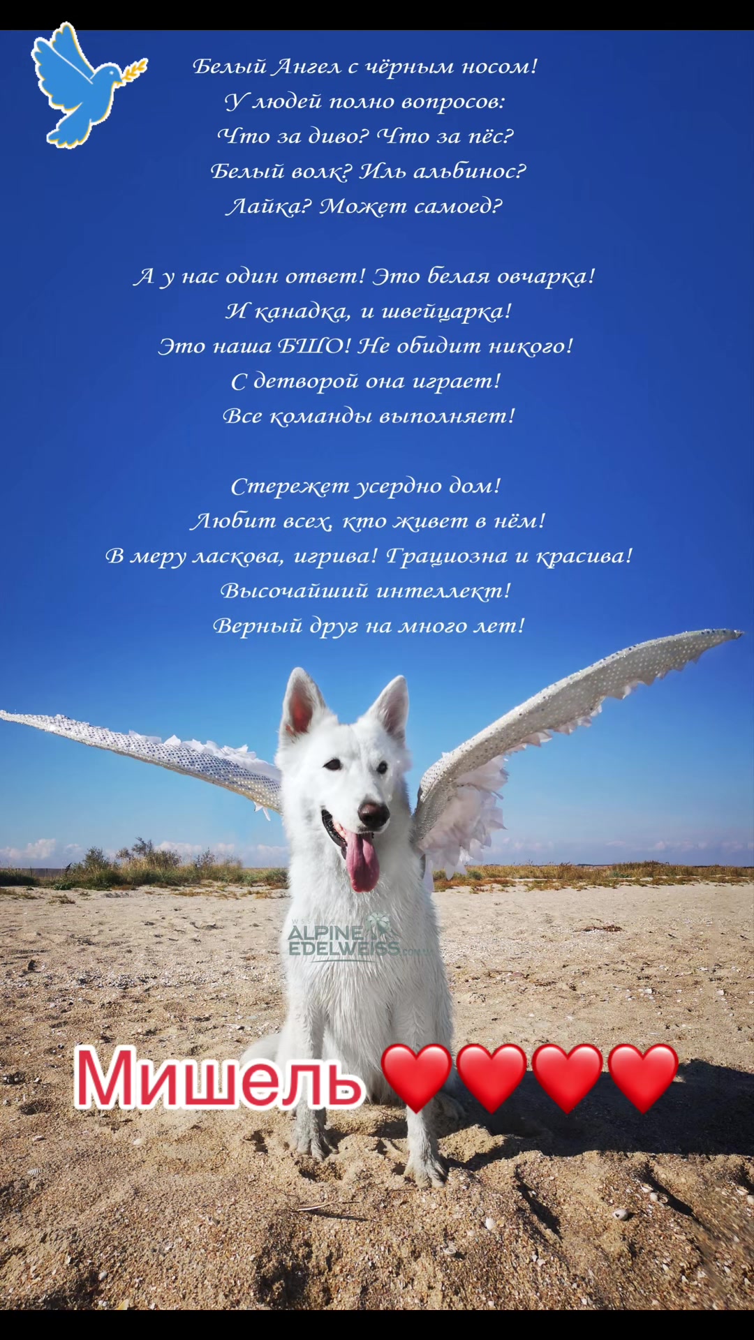 @white_ange_dog