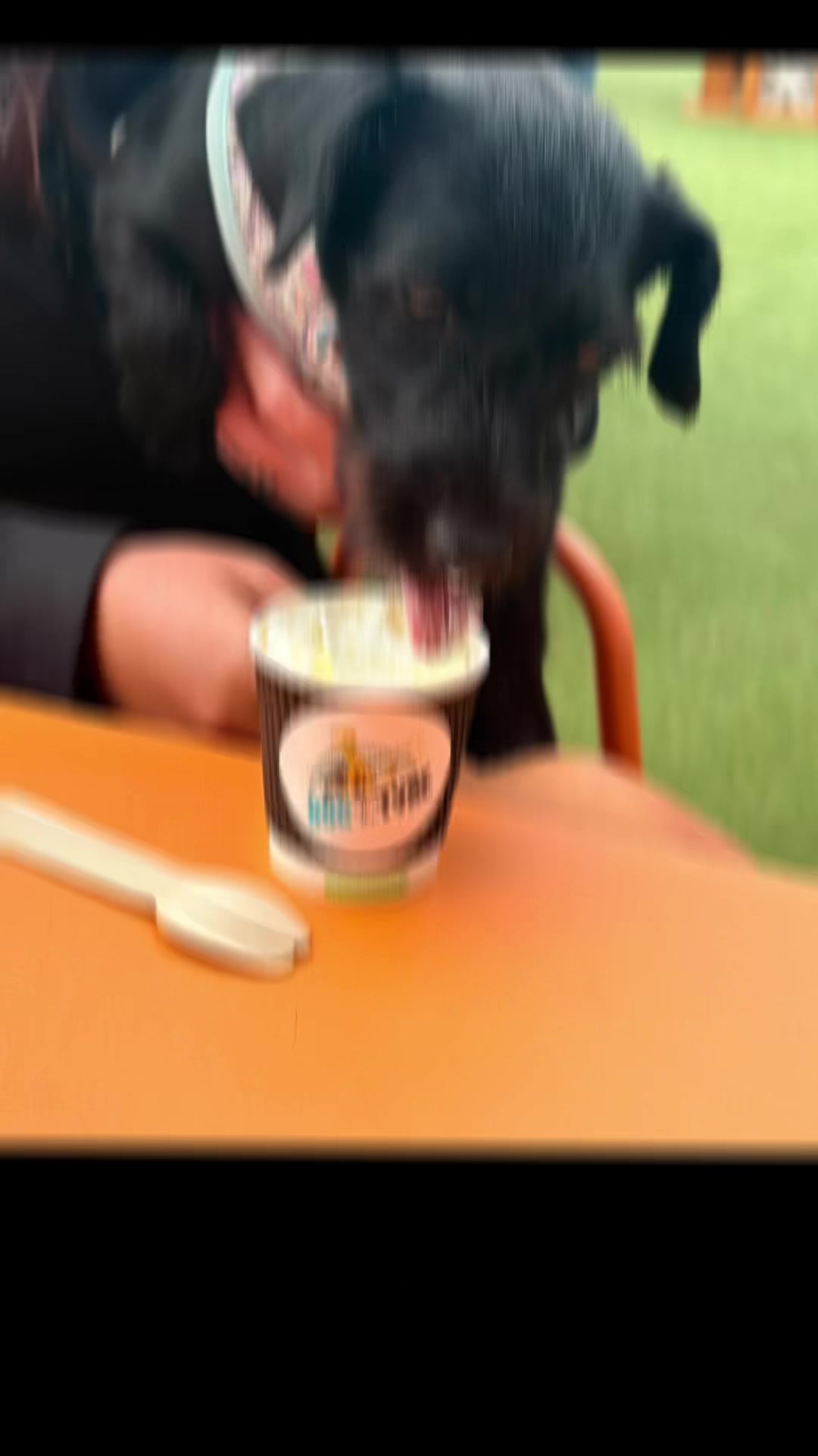 @Darcie the Jackapoo