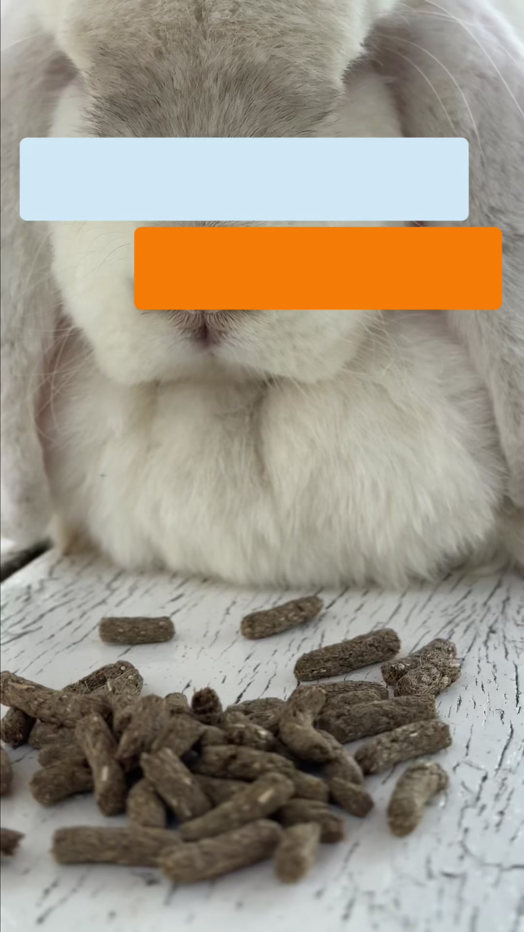@WelovepetsbyPamornchaiSupply