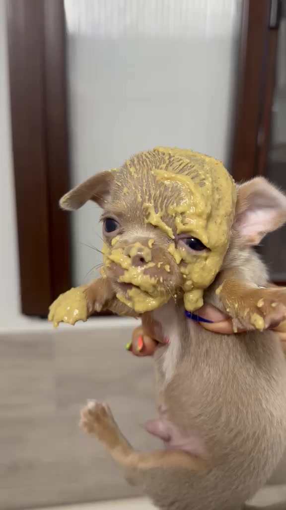 @Mascotas ,cachorritos bonitos