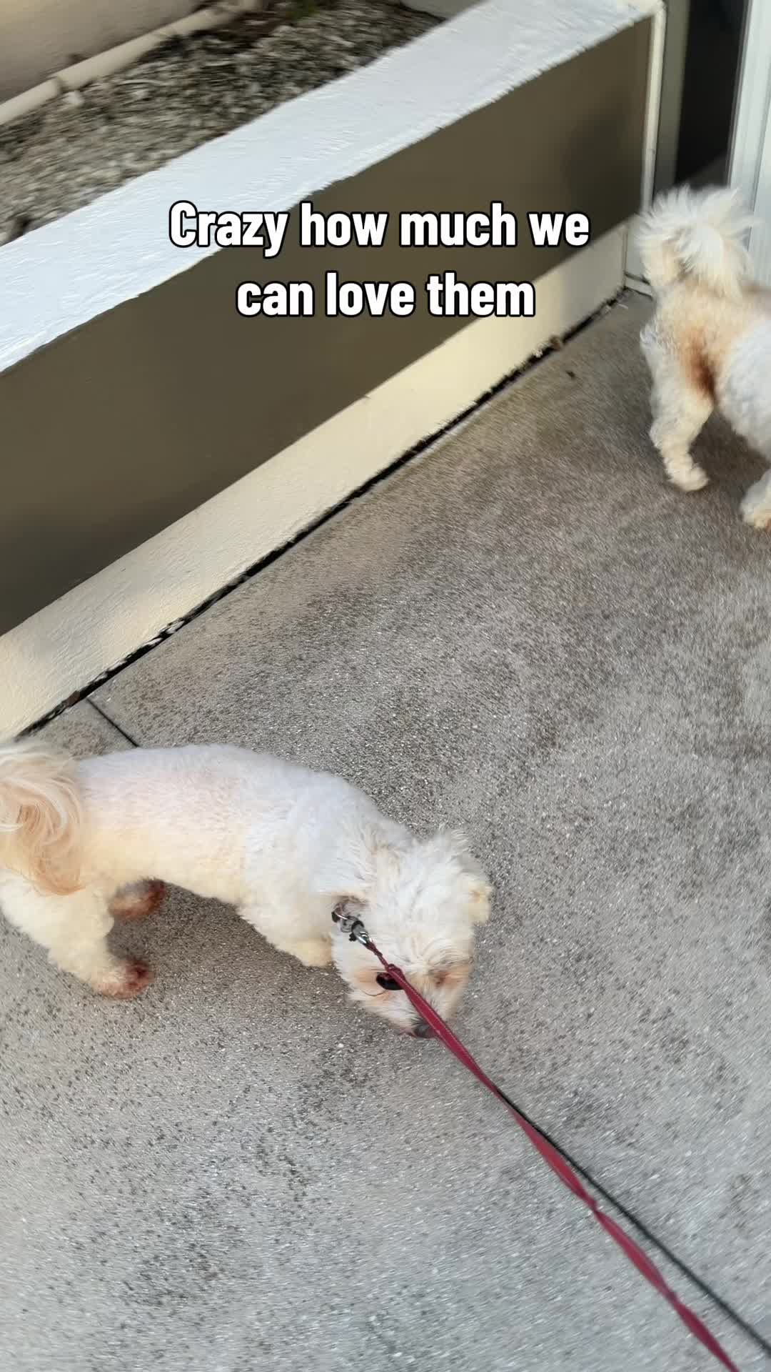 @Alice Loves All Animals
