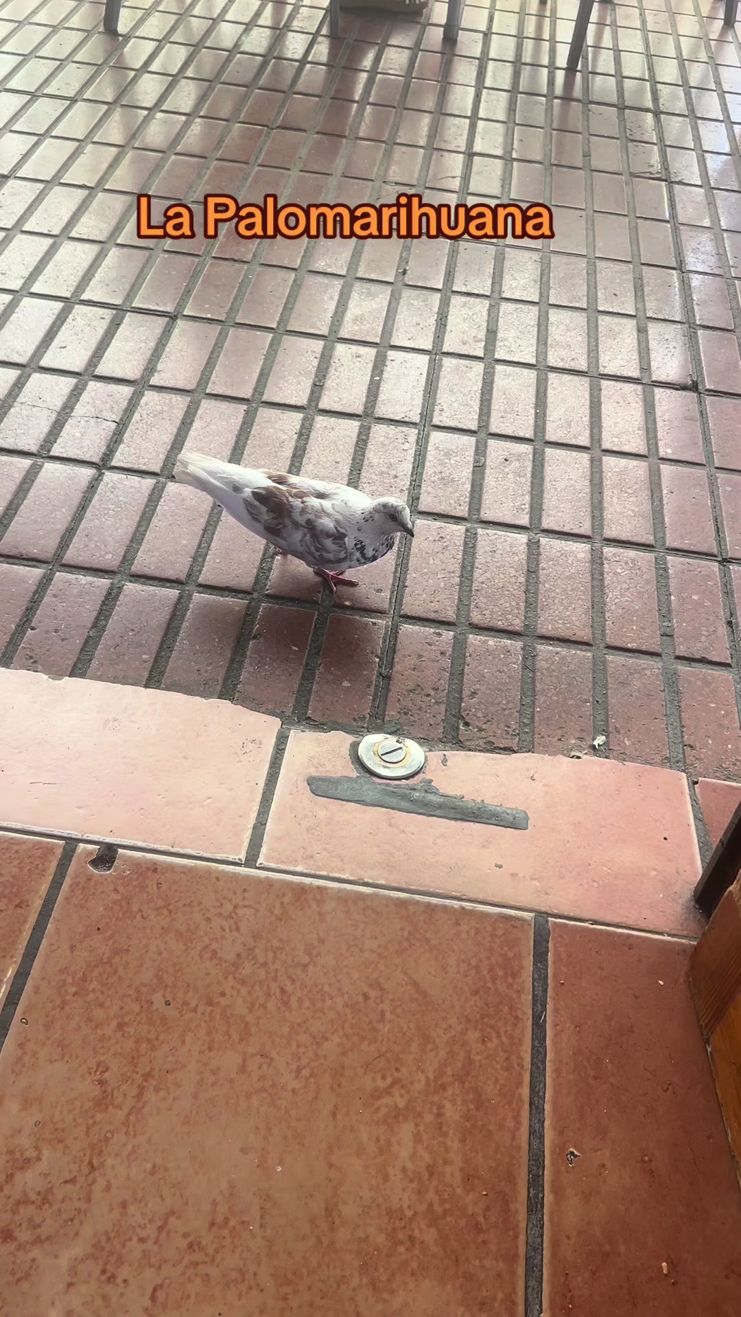 @Labambalinacordoba