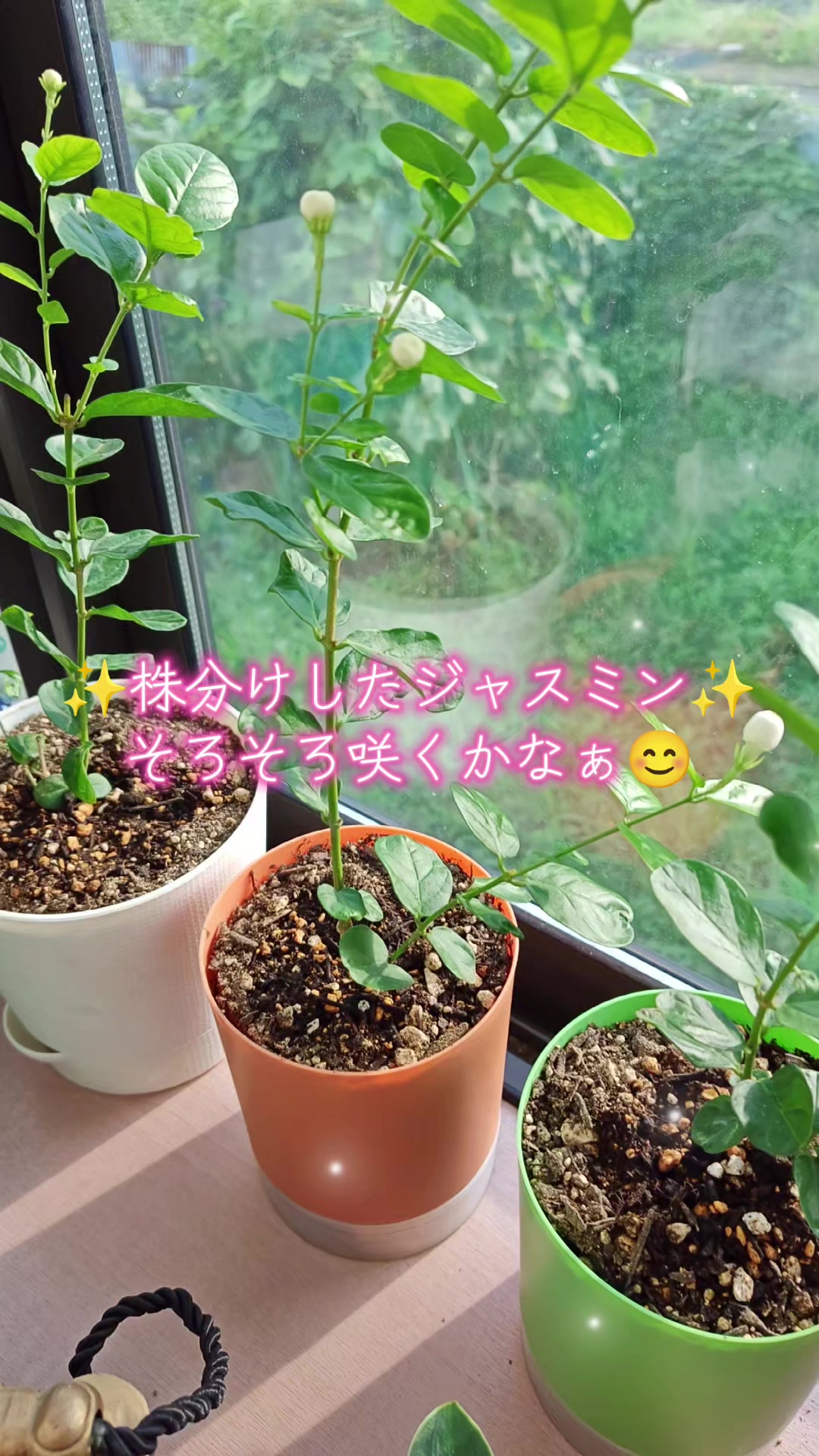 @ANIMAL♡M