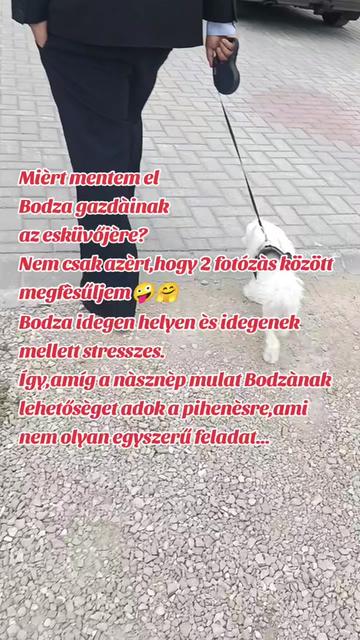 @Viki-Kutyakozmetika Másképp