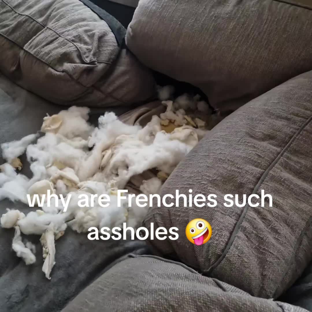@Paddythefrenchie