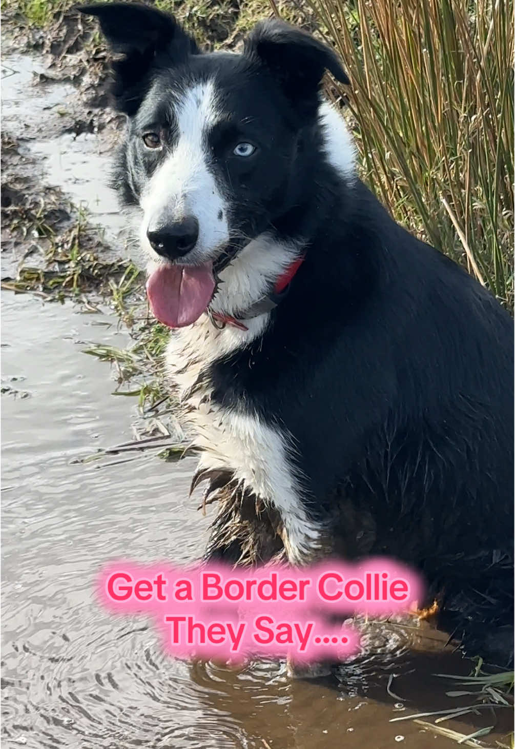 @Marti Border Collie Geek