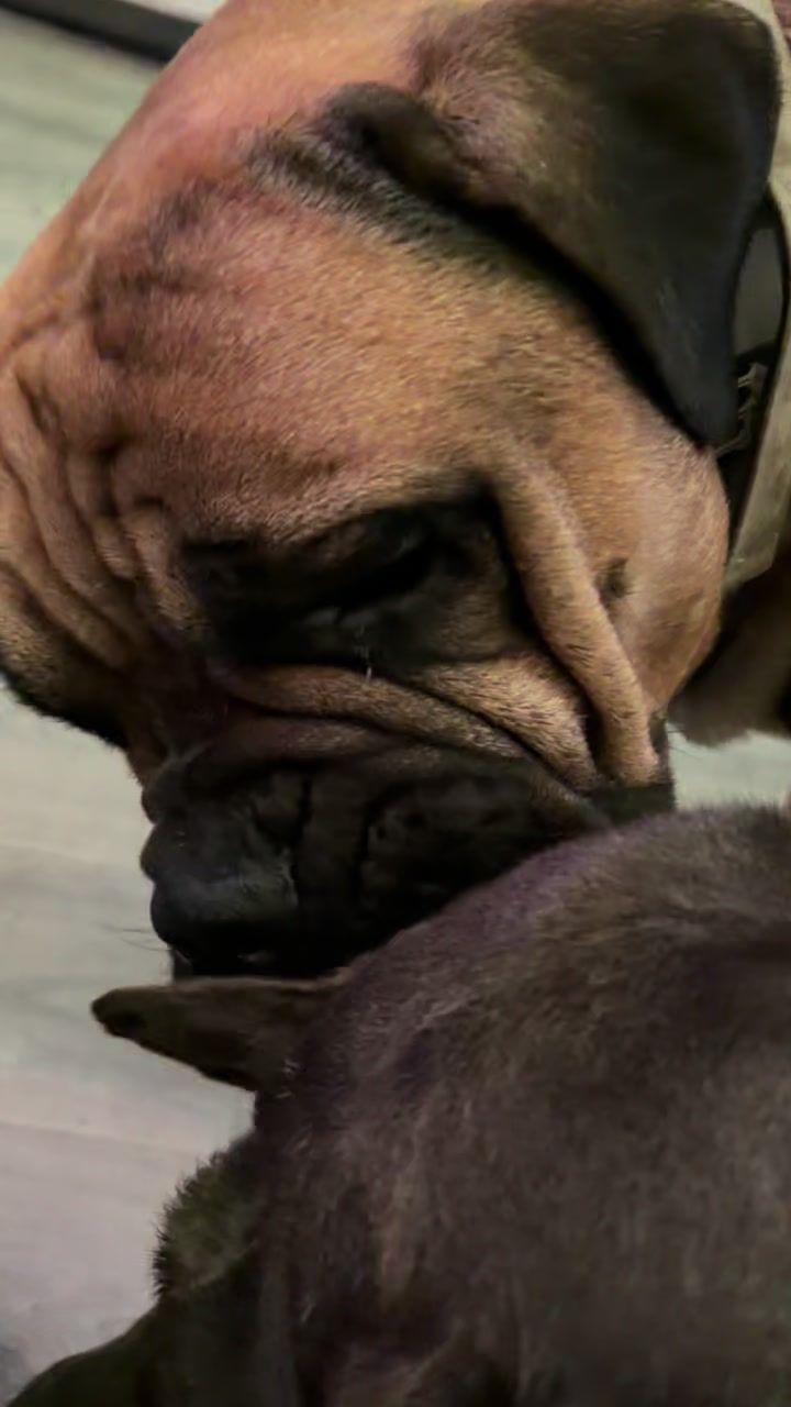 @Mkn_dogs