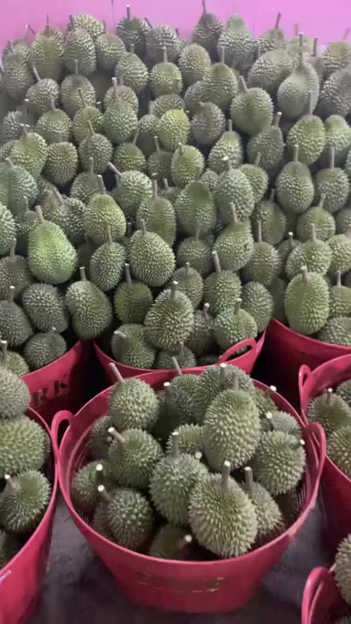 @DAU533