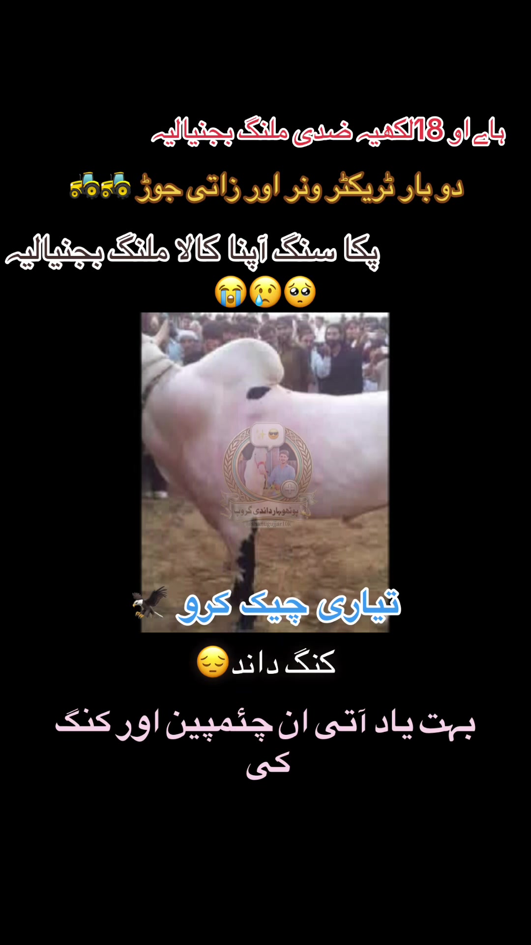 @👑💫پوٹھوہار داندی گروپ⚡️👑