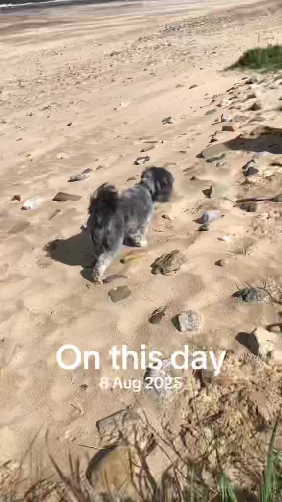 @Mimi the Shihtzu