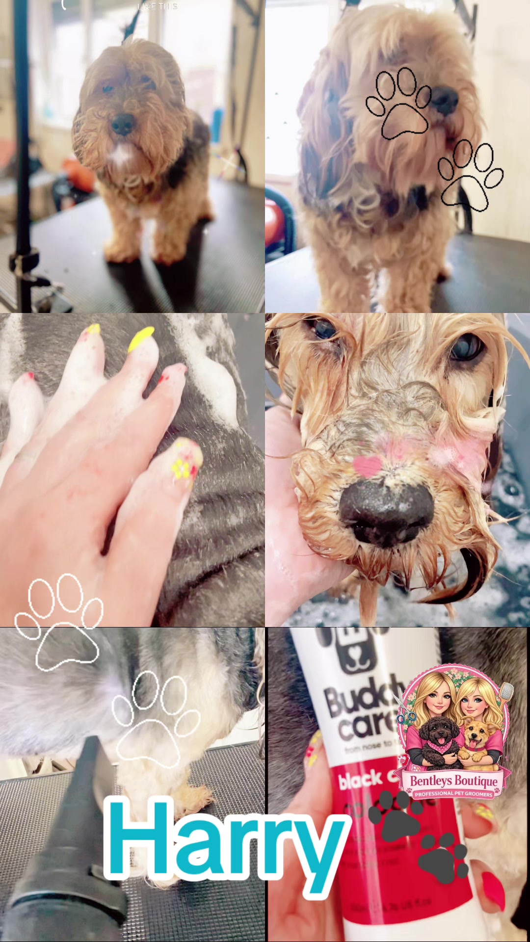 @Bentleys Boutique Pet Groomers