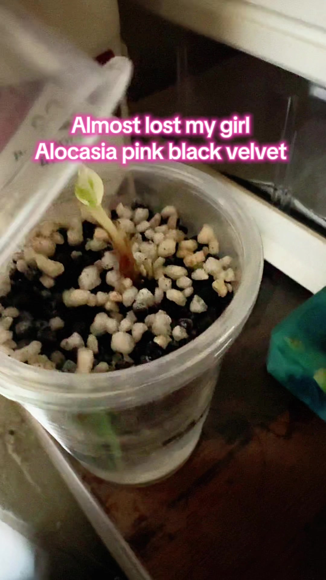 @plantifullife