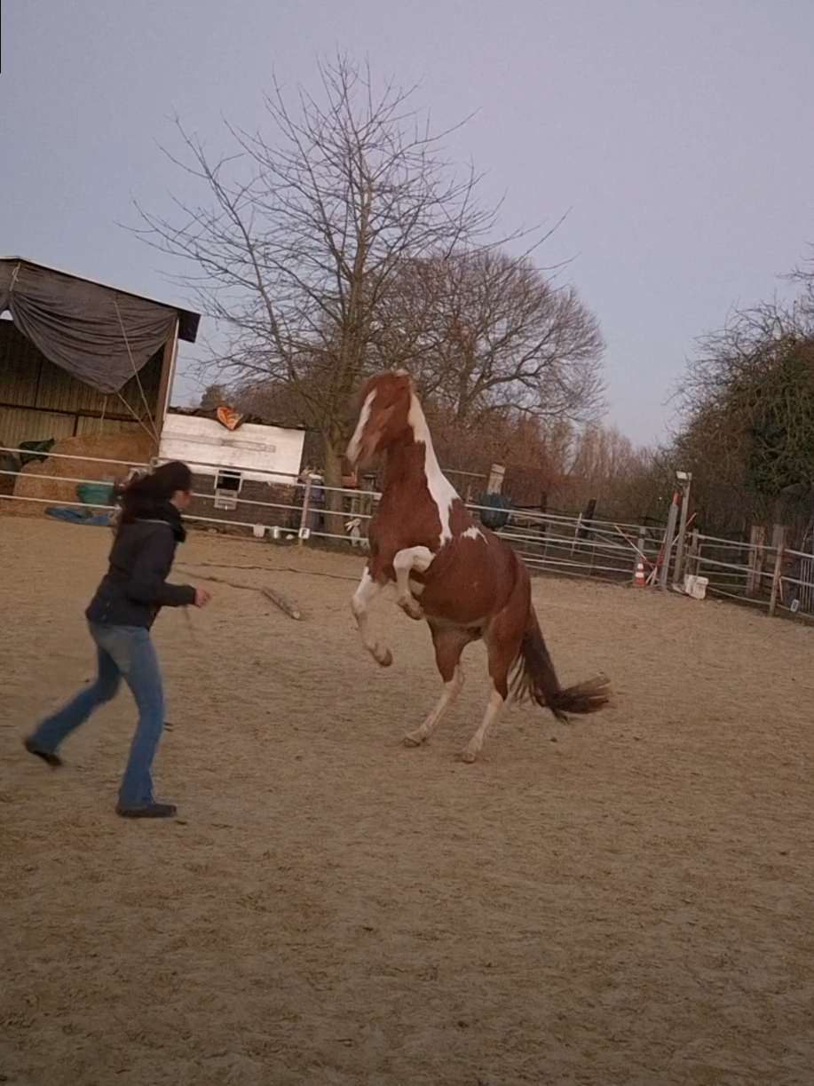 @~ Pearl Hart Ranch ~