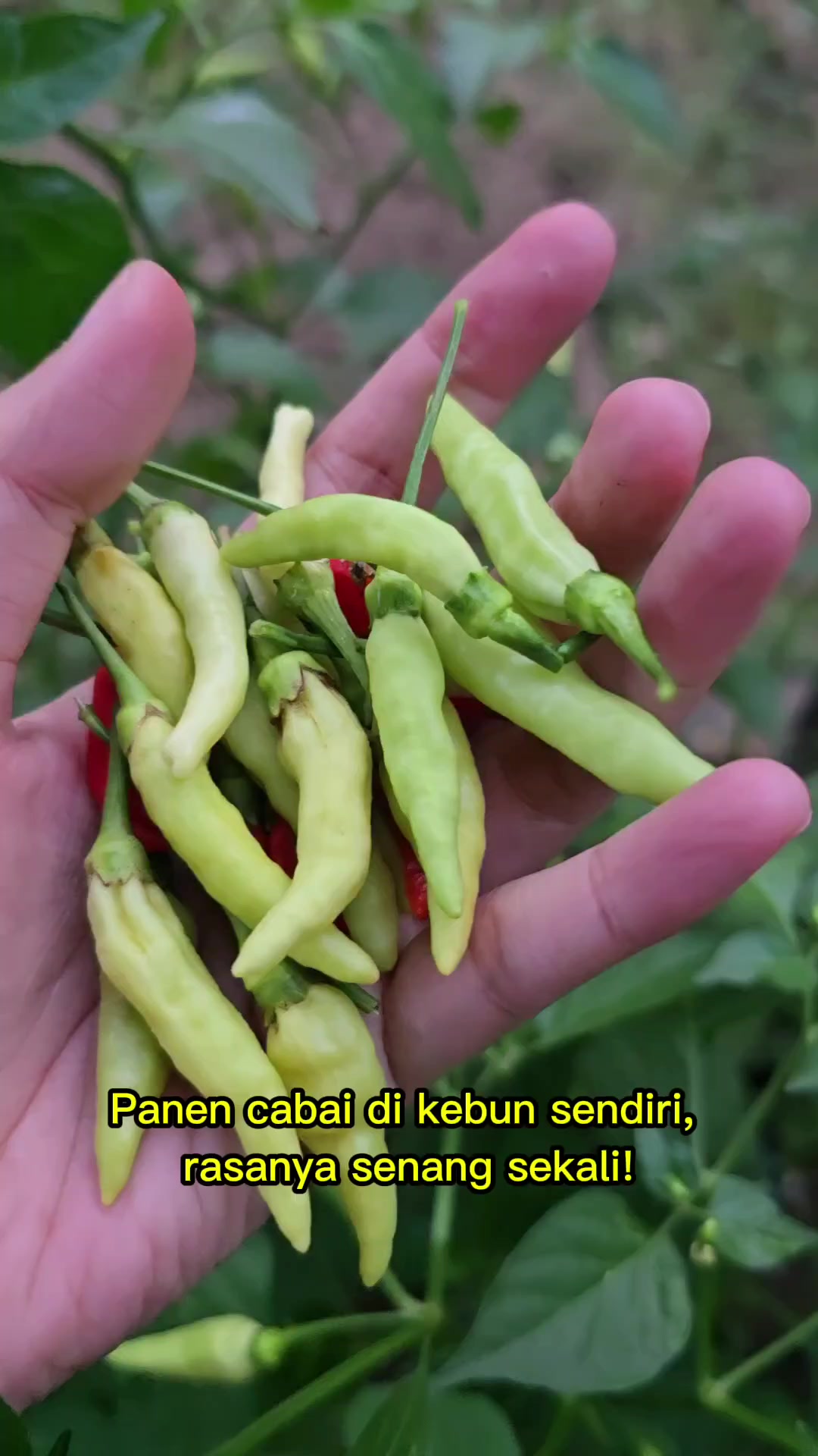 @Kupu kupu Orange