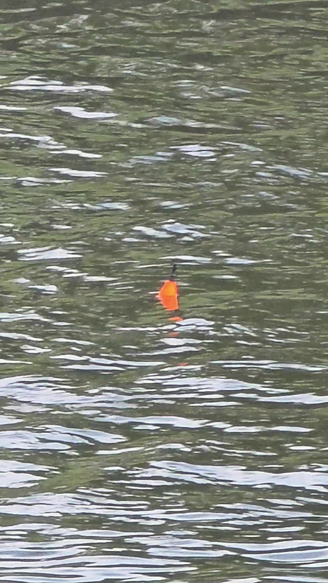 @Brandino Fishing