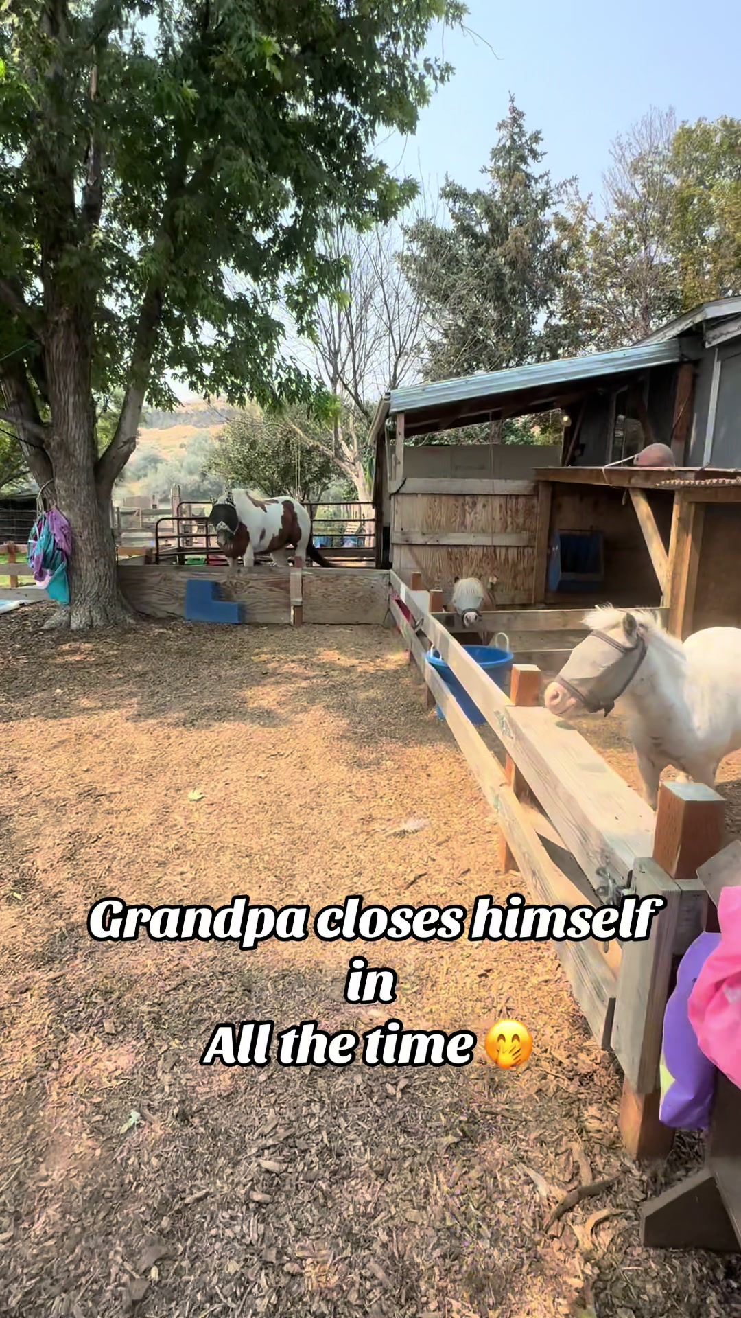@Hot Sauce the Mini horse 🐎