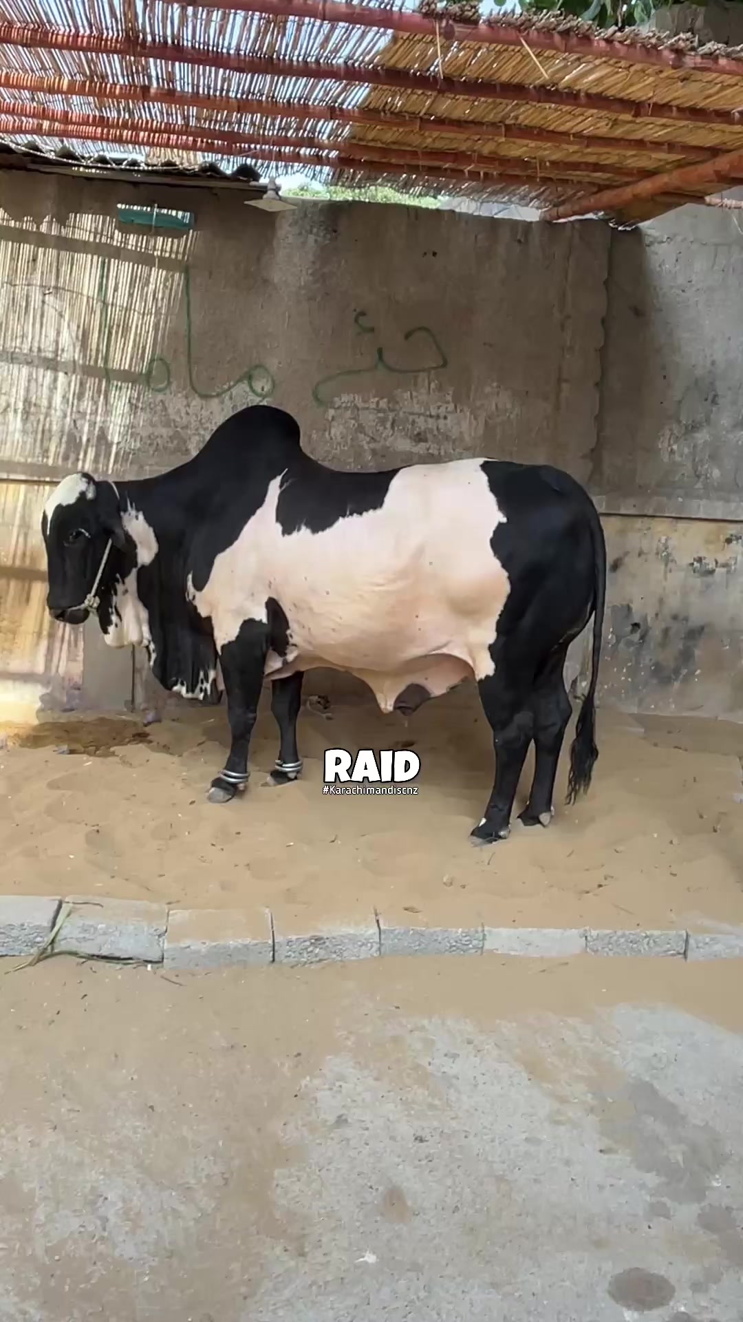 @Raid by Karachi Mandi Scnz