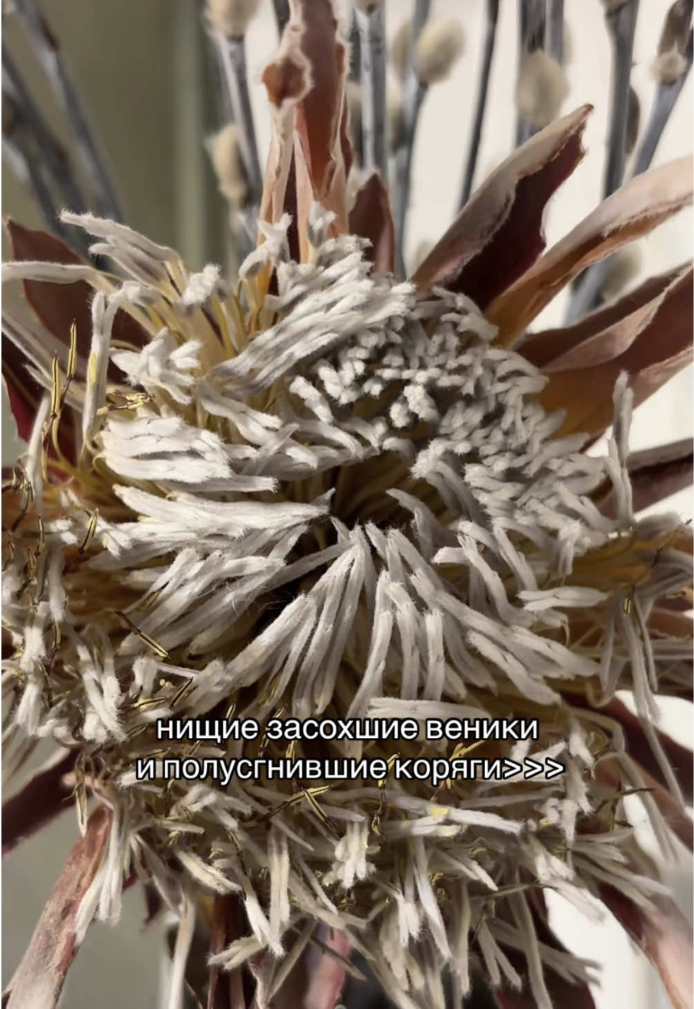 @лола сдохла