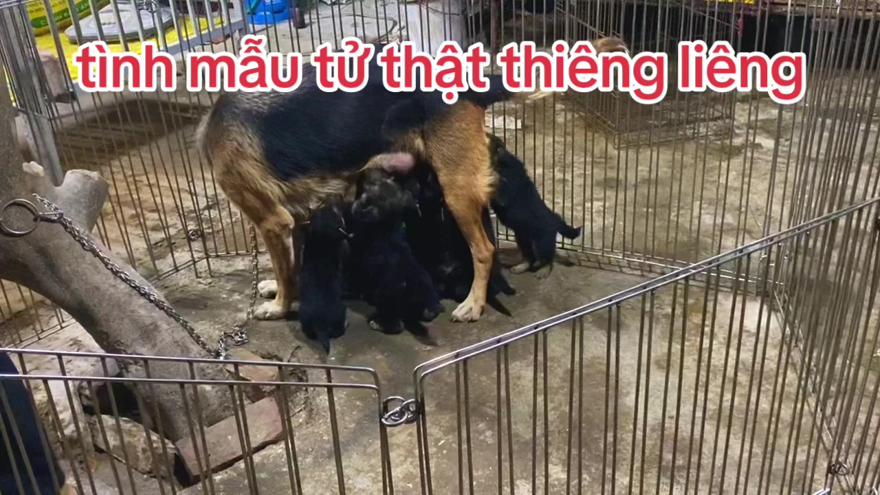 @Hồ Huy Malinoiis