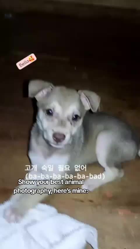 @delbertofficial