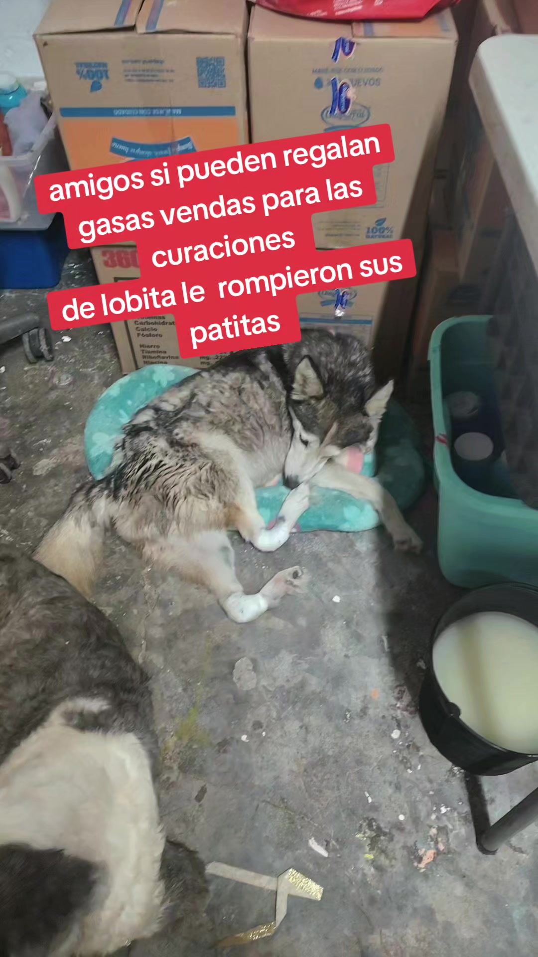 @rescate de perros guapos 😚