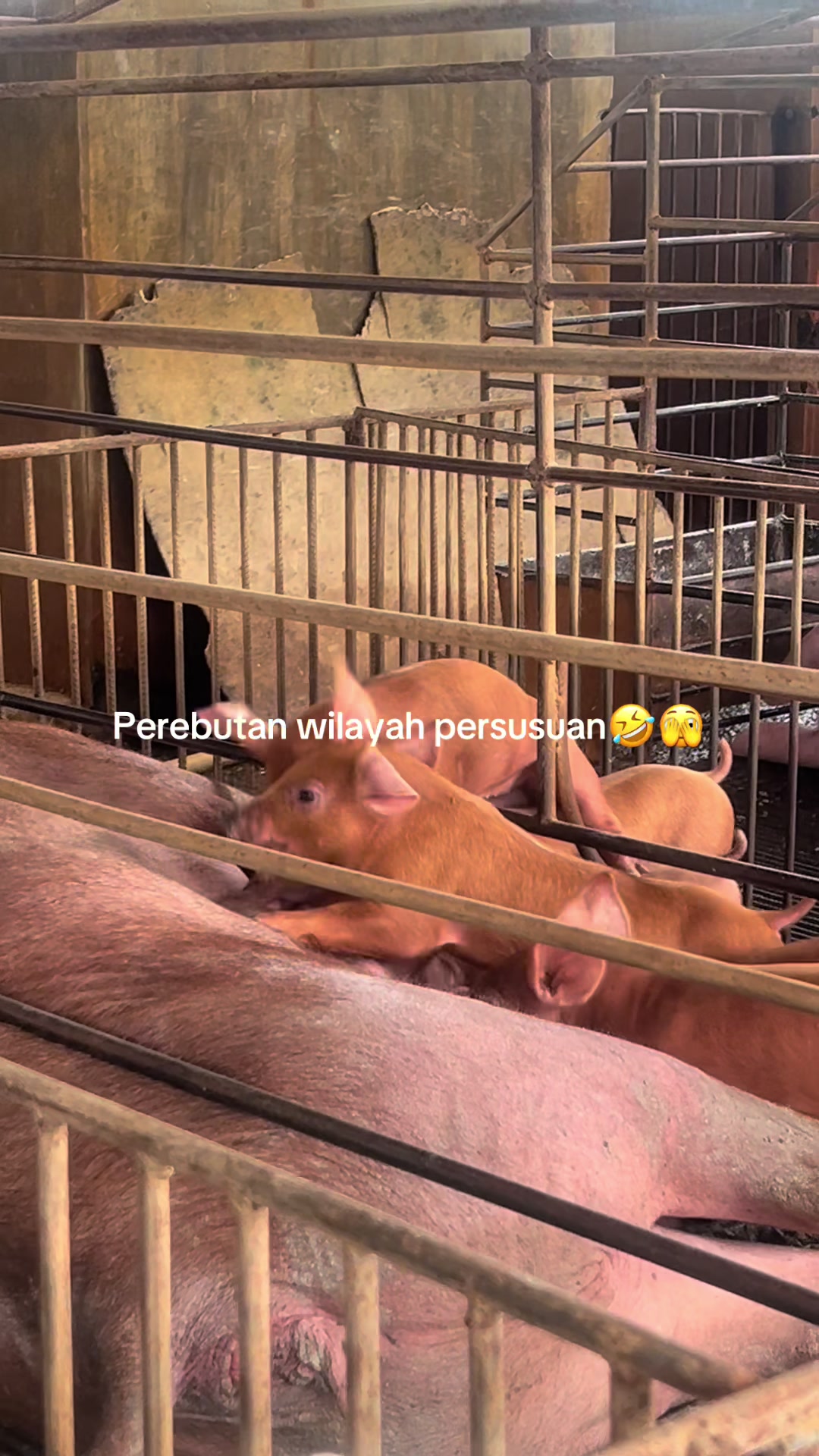 @Twinspiggyfarm01