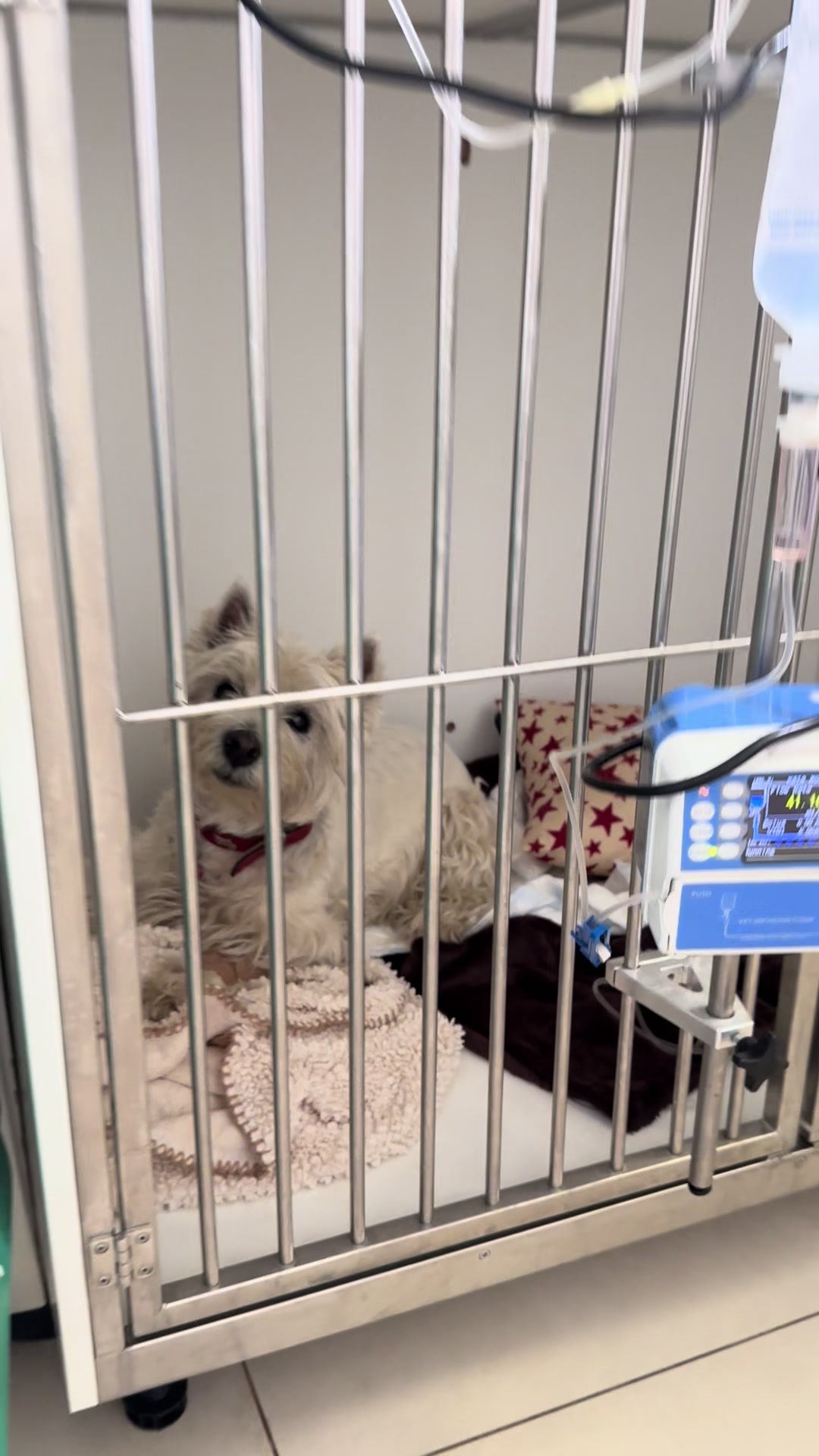 @Náš veterinář
