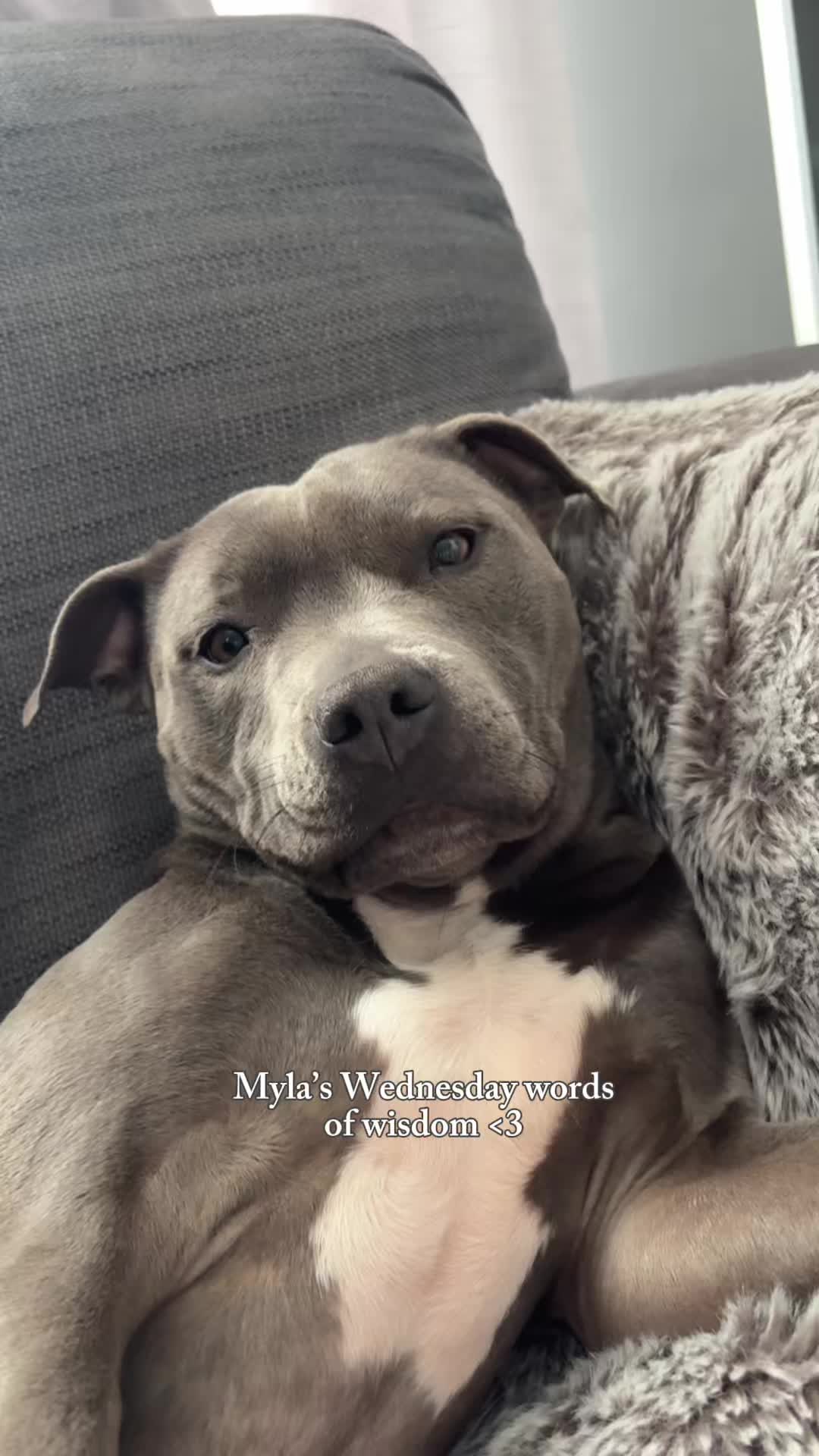 @Myla.thebluestaffy🤍