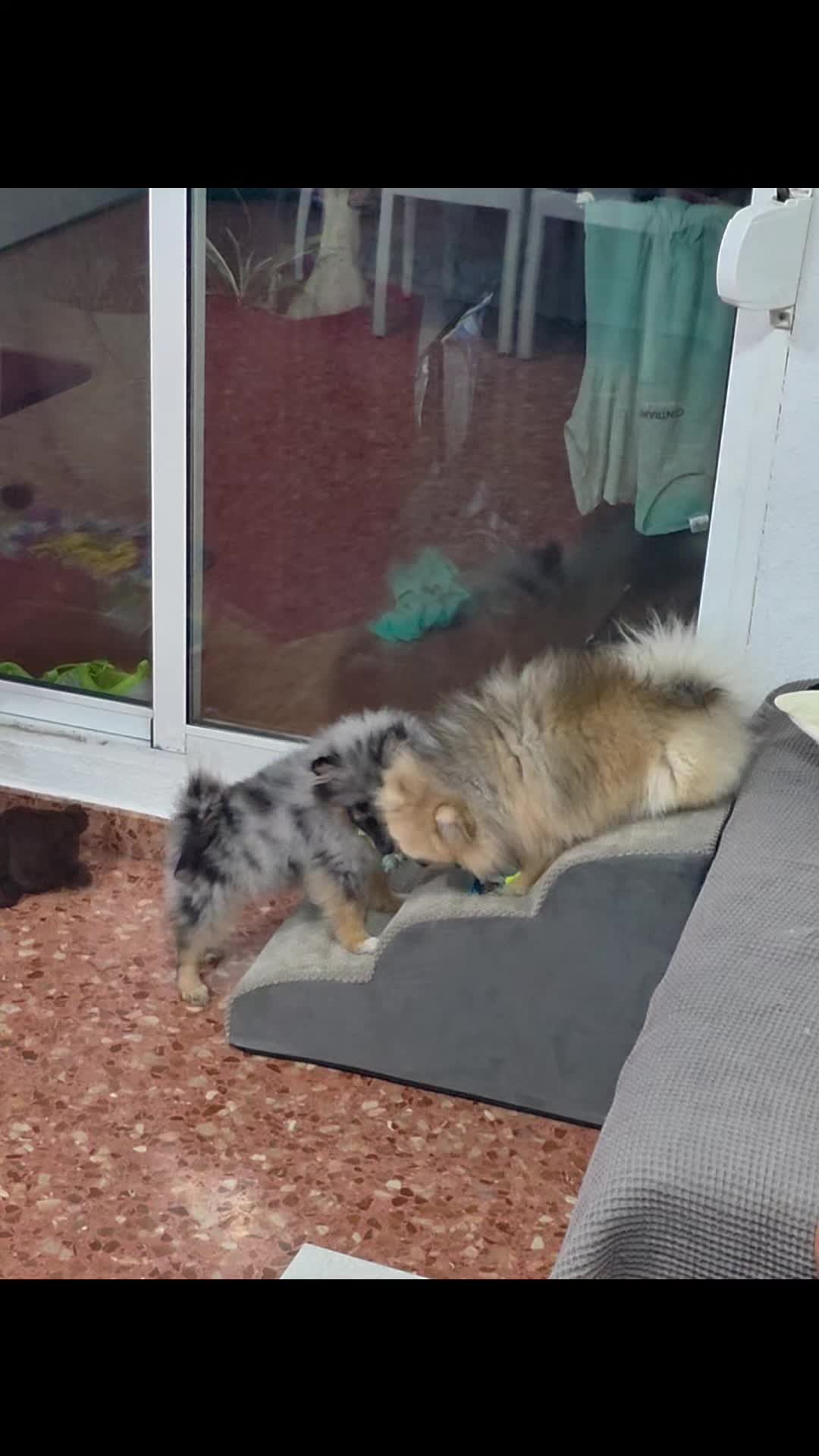 @baloo.the.pom