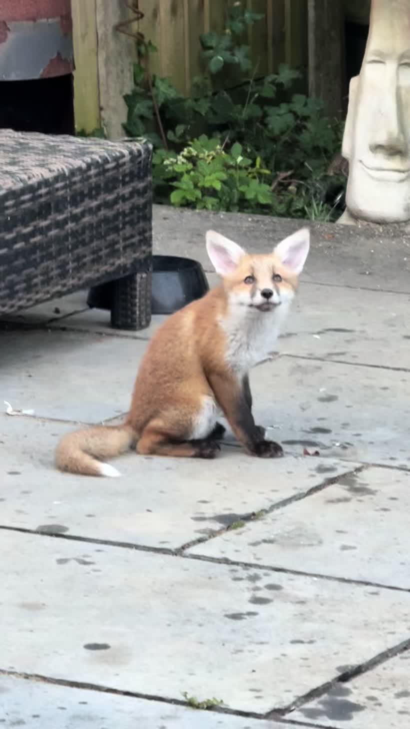 @gp_wildlife