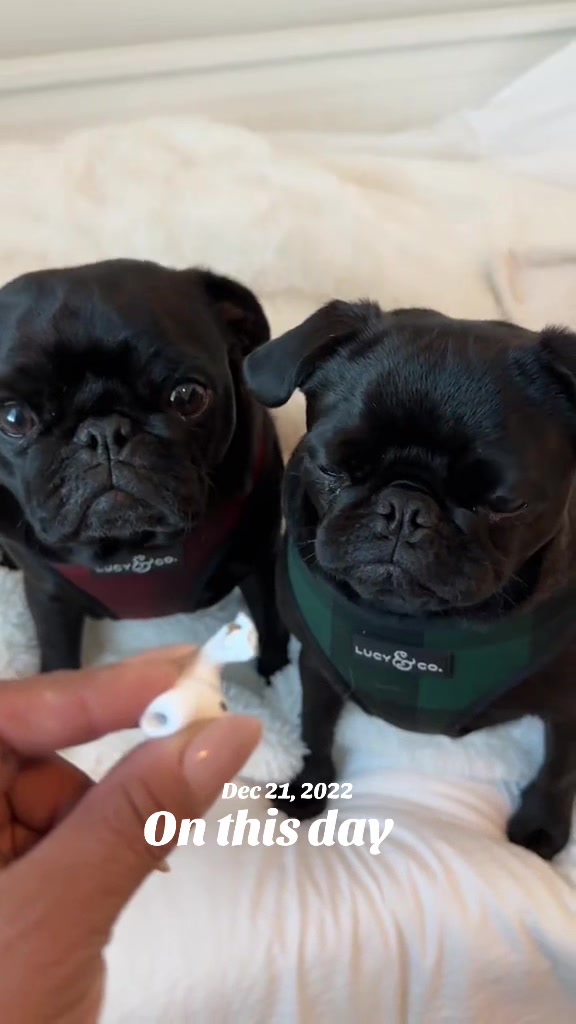 @Thedistracteddogmom